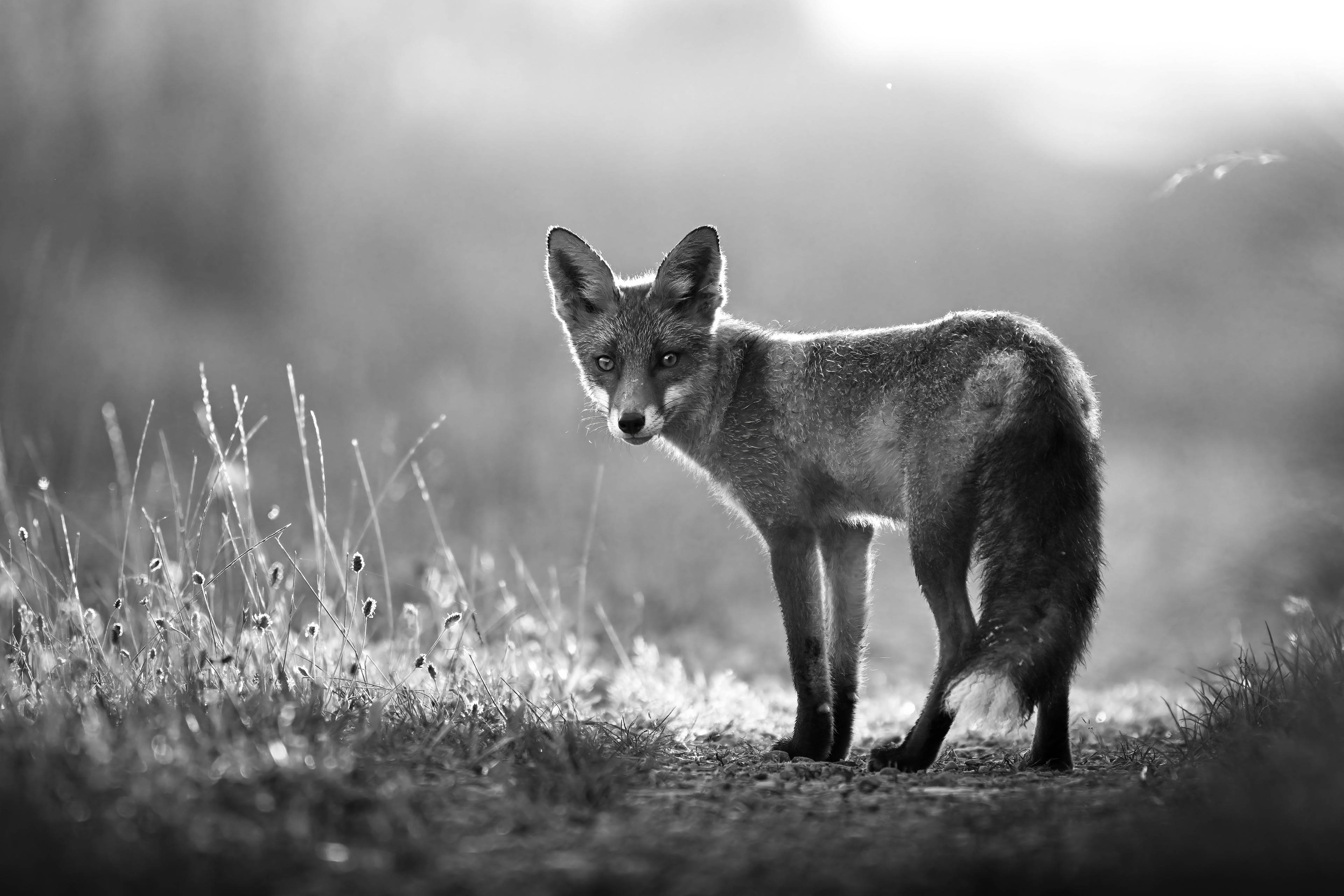 Fuchsfamilie, Schweiz 2024
