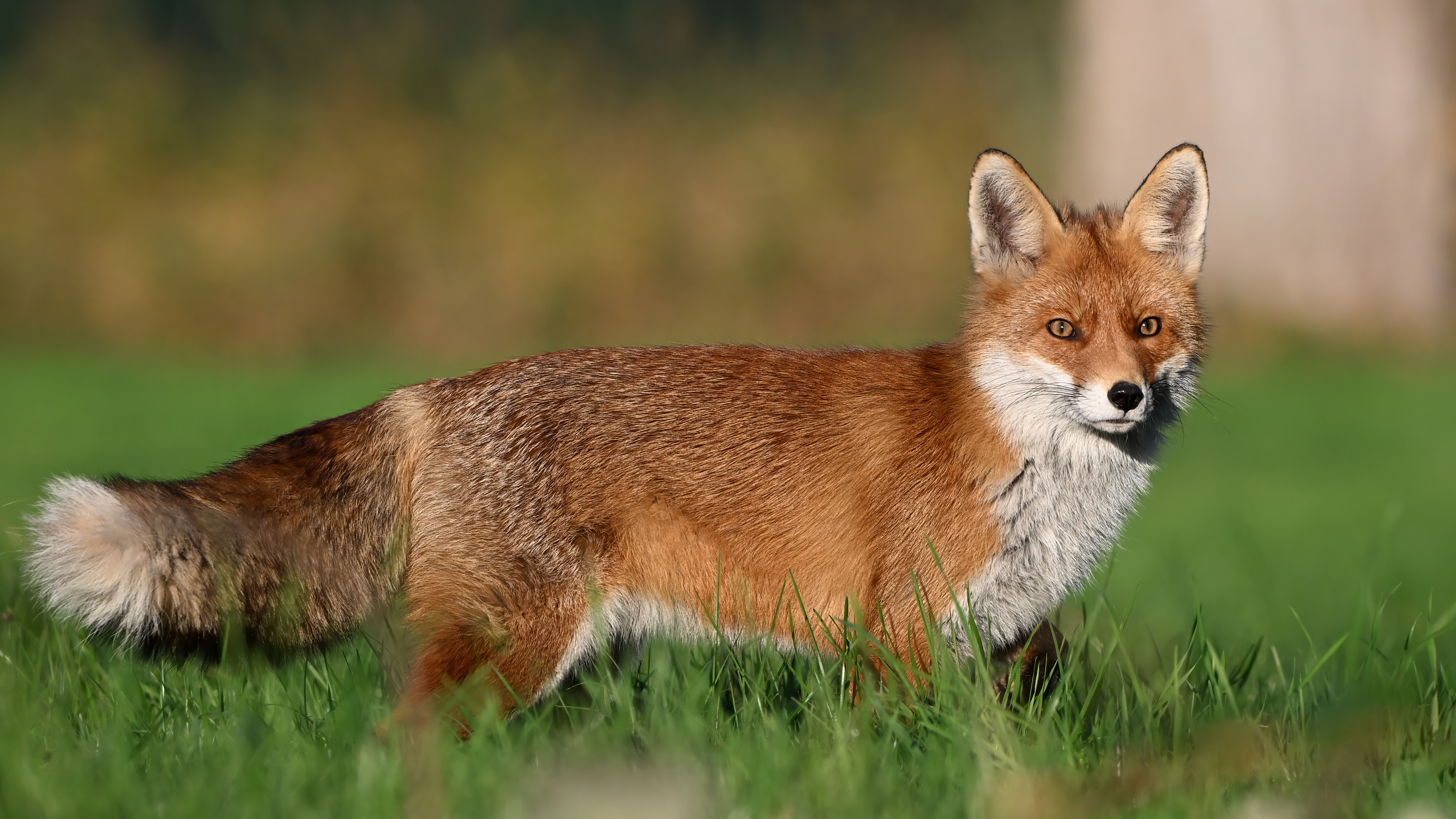 Fuchs, Schweiz 2024