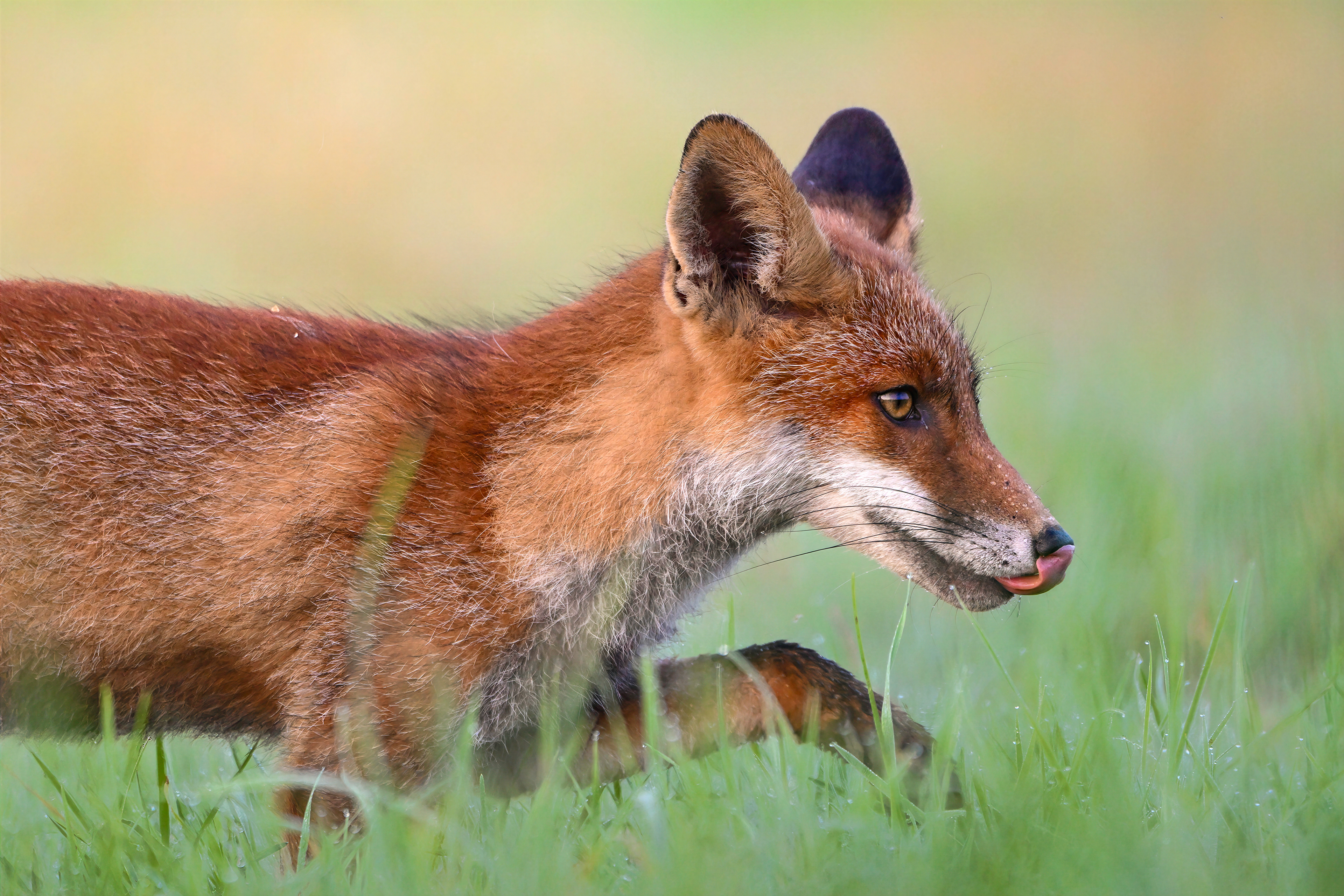 Fuchsfamilie, Schweiz 2024