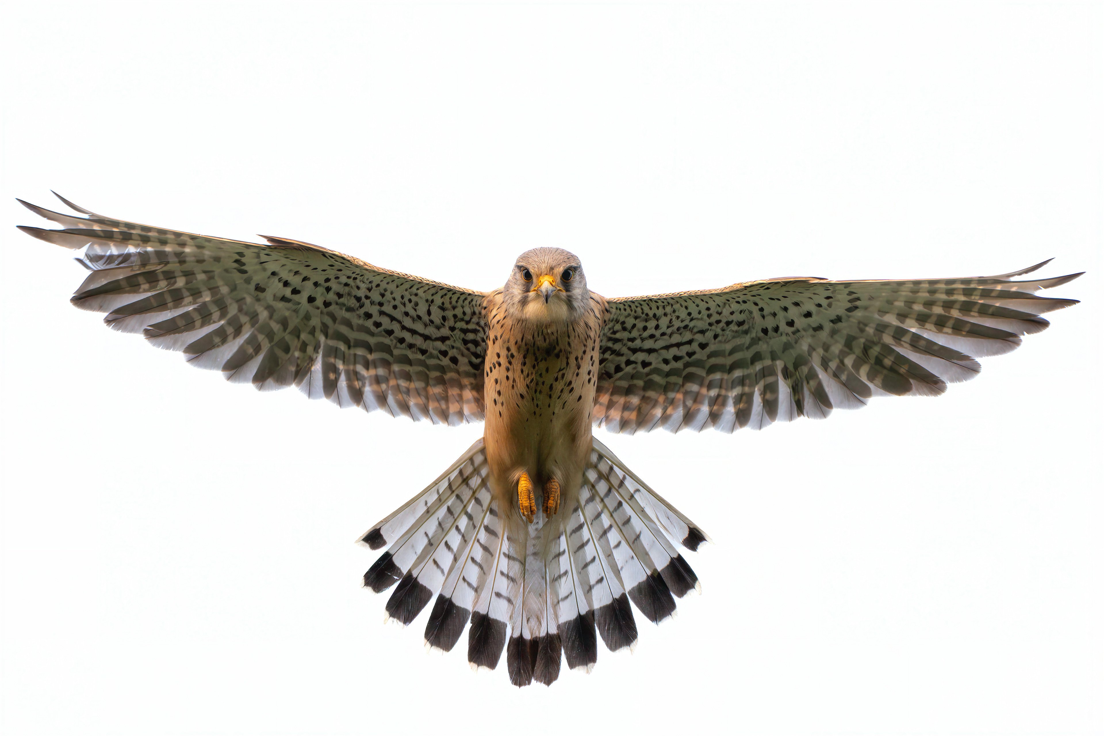 Turmfalke, Schweiz 2025