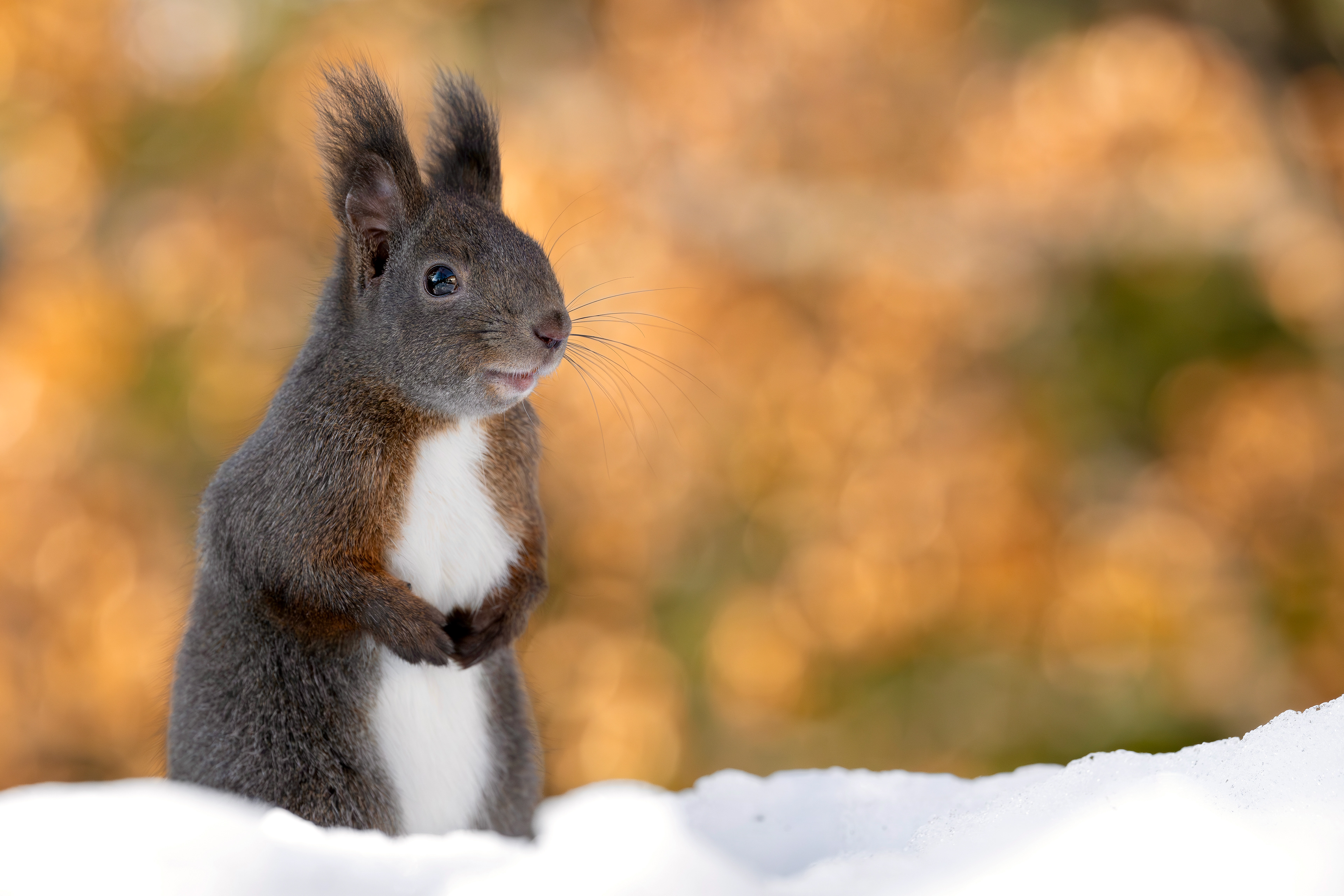 Eichhörnchen, Schweiz 2026