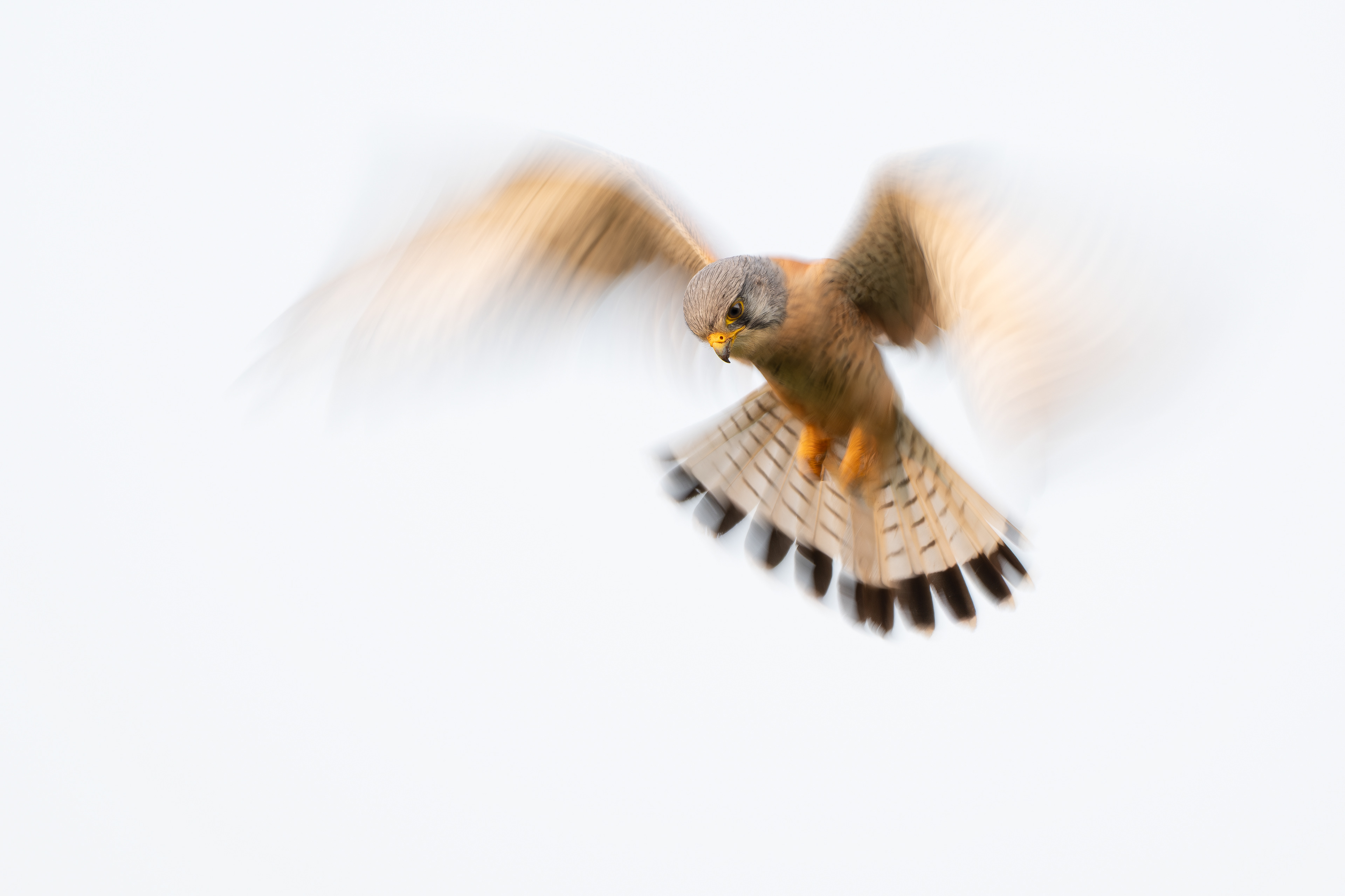 Turmfalke, Schweiz 2025