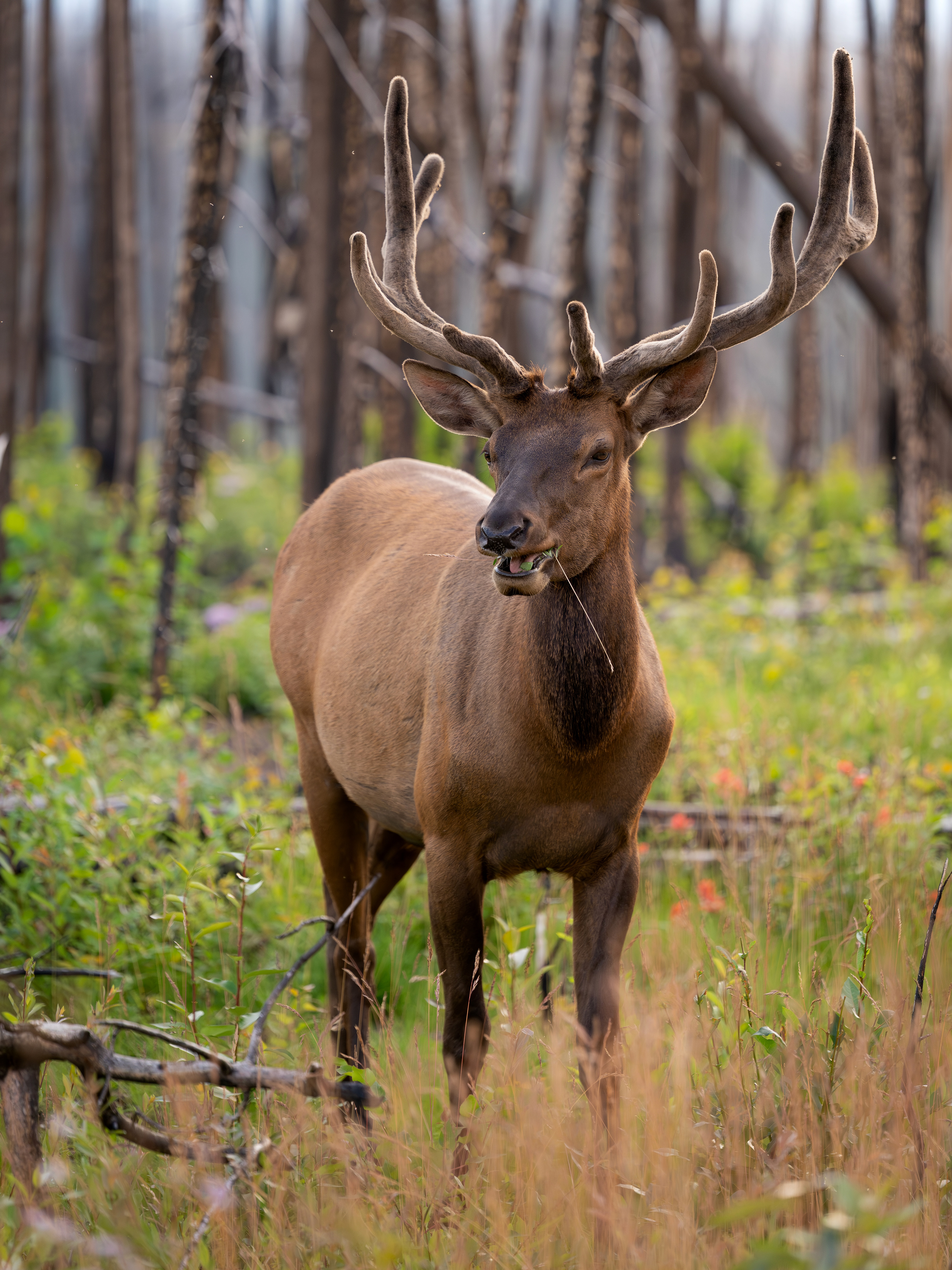 Wapiti, Jasper Nationalpark 2025