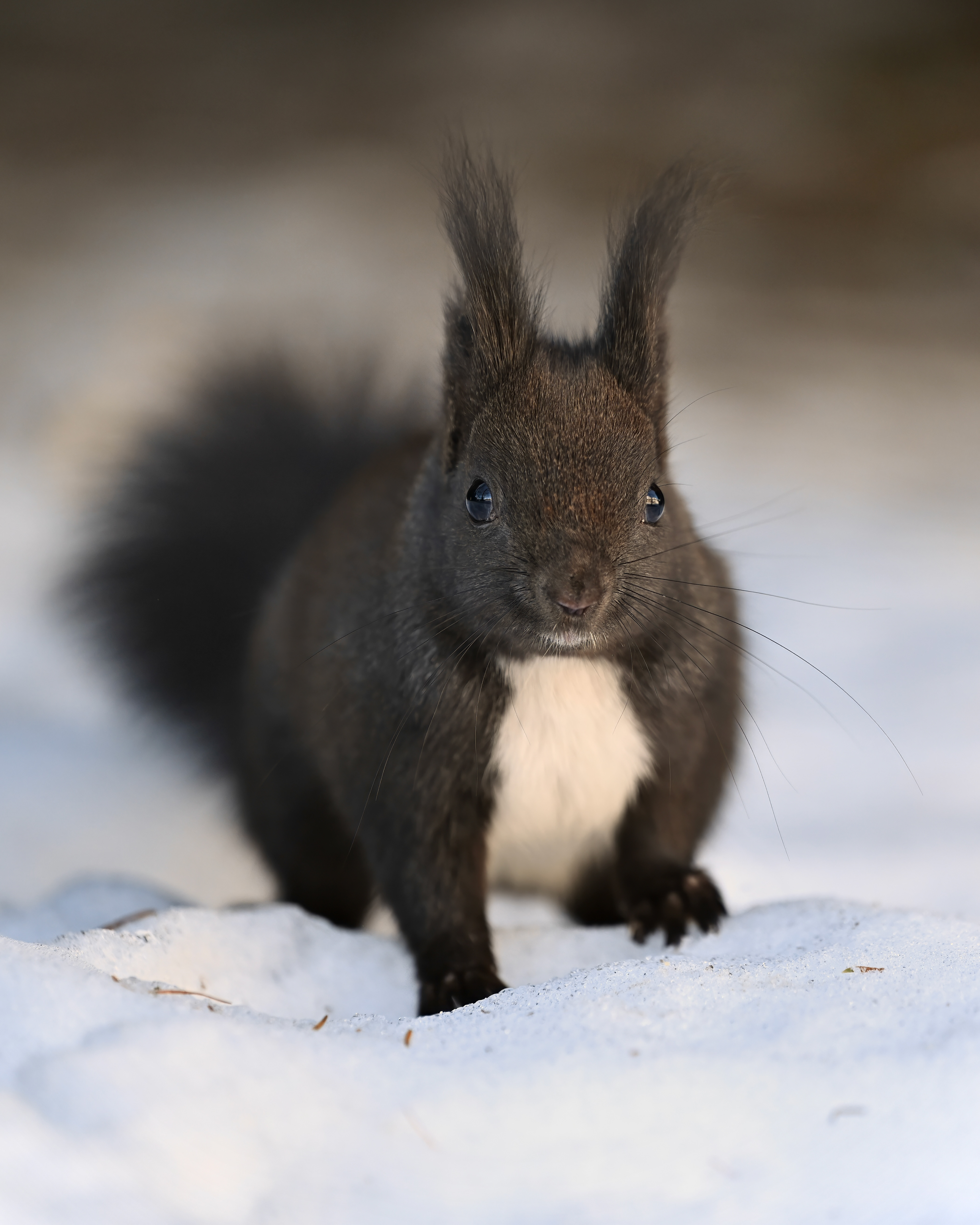 Eichhörnchen, Schweiz 2025