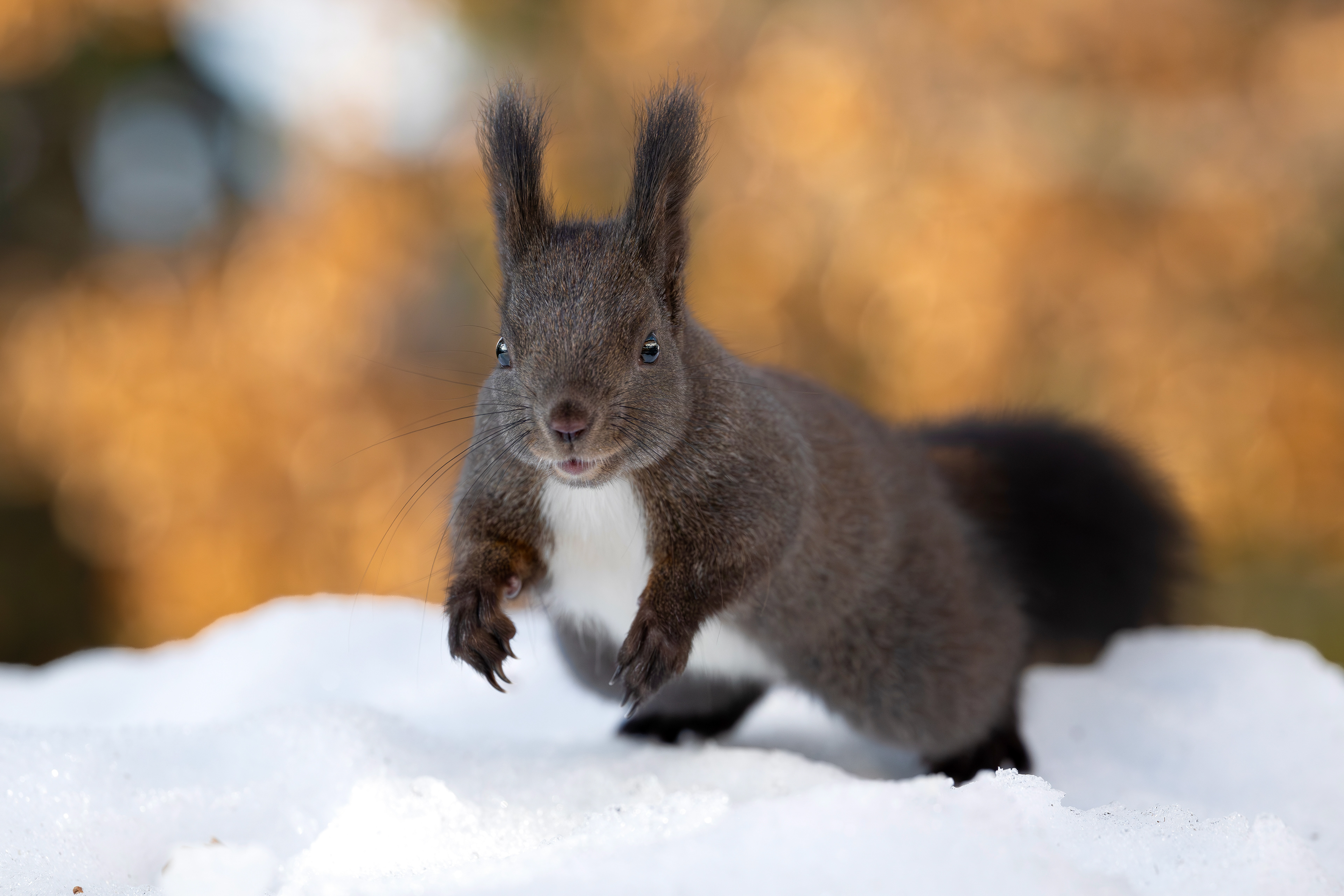 Eichhörnchen, Schweiz 2026