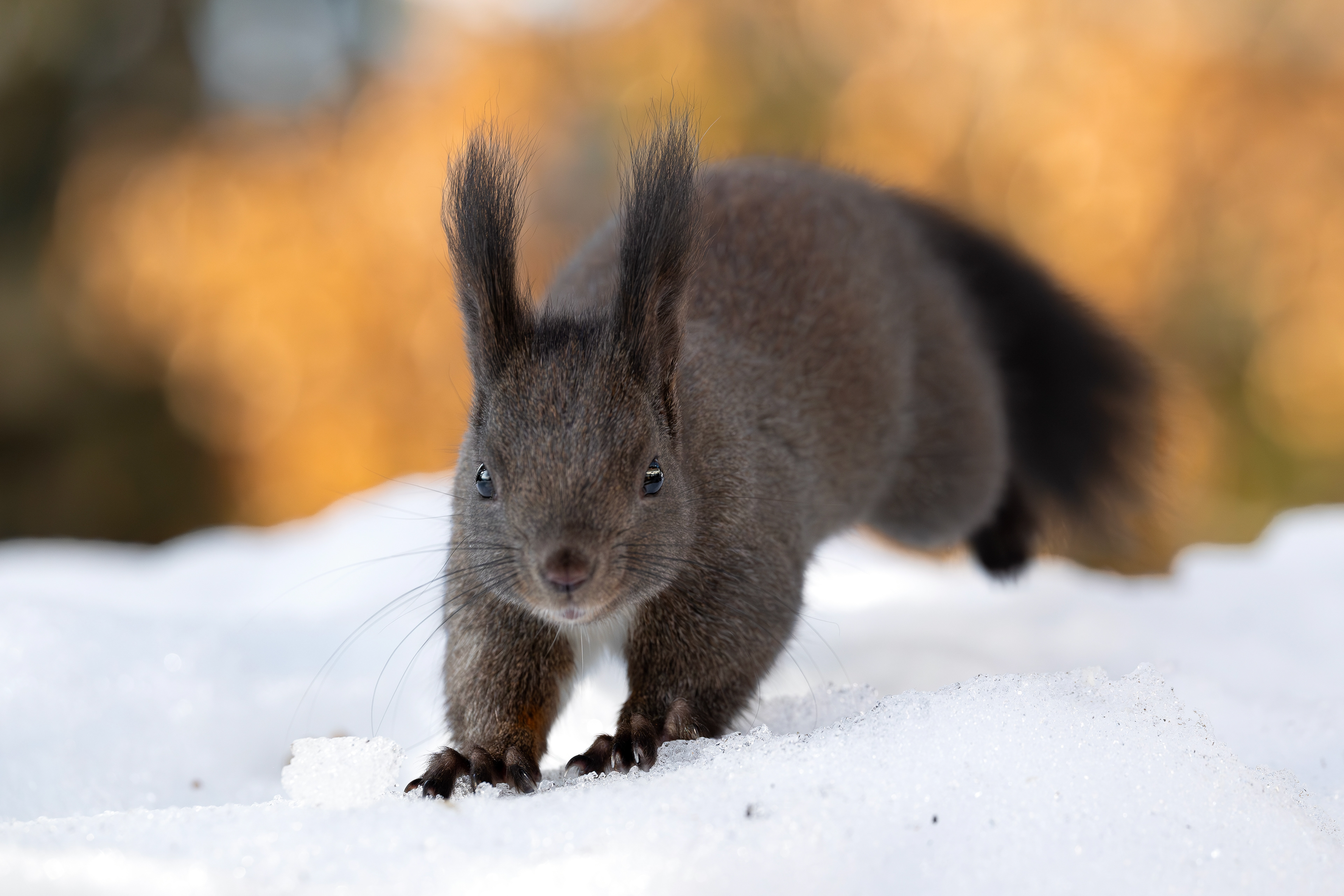 Eichhörnchen, Schweiz 2026