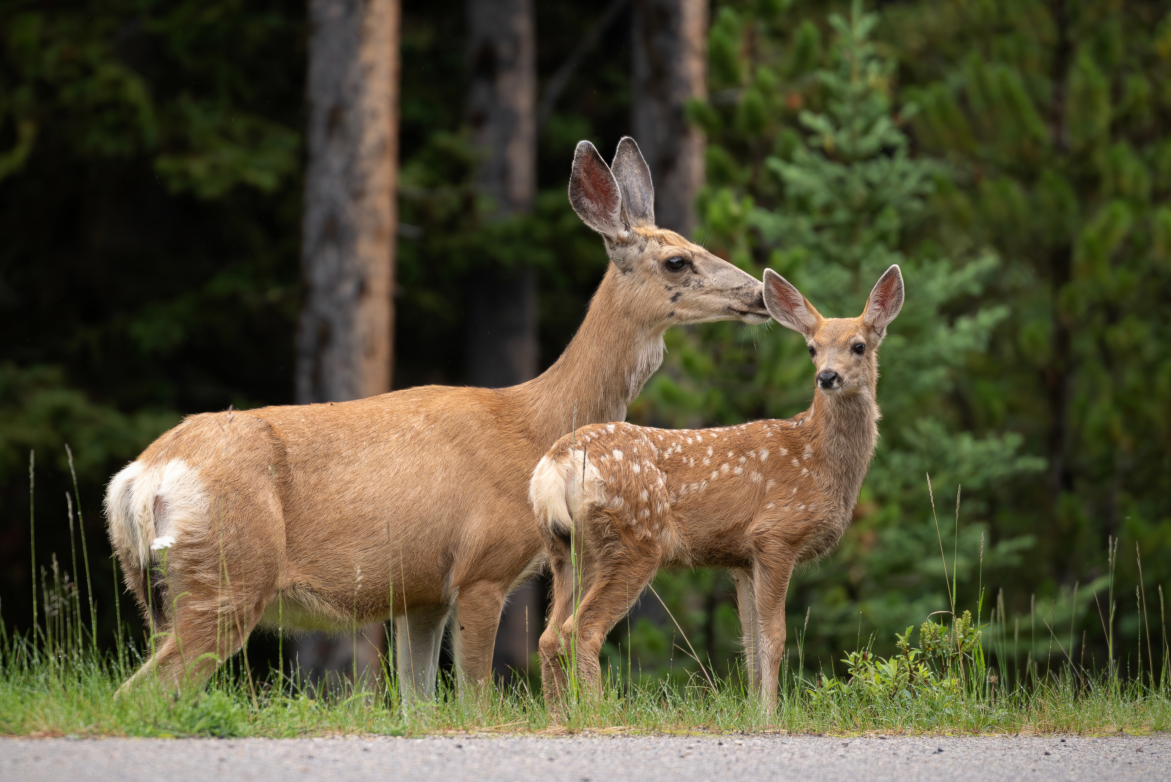 Weisswedelhirschkuh mit Kitz, Jasper Nationalpark 2025