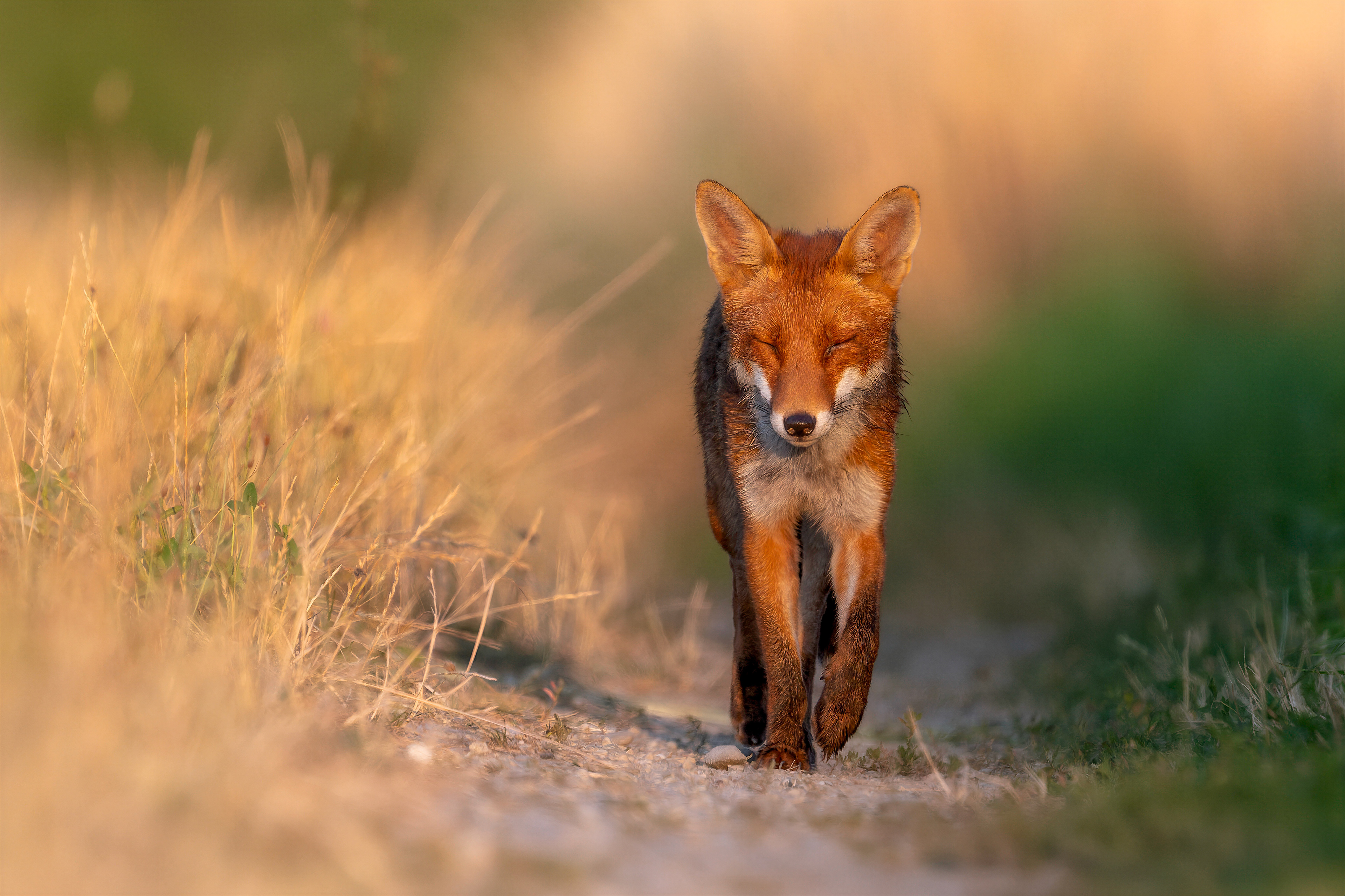 Fuchs, Schweiz 2026