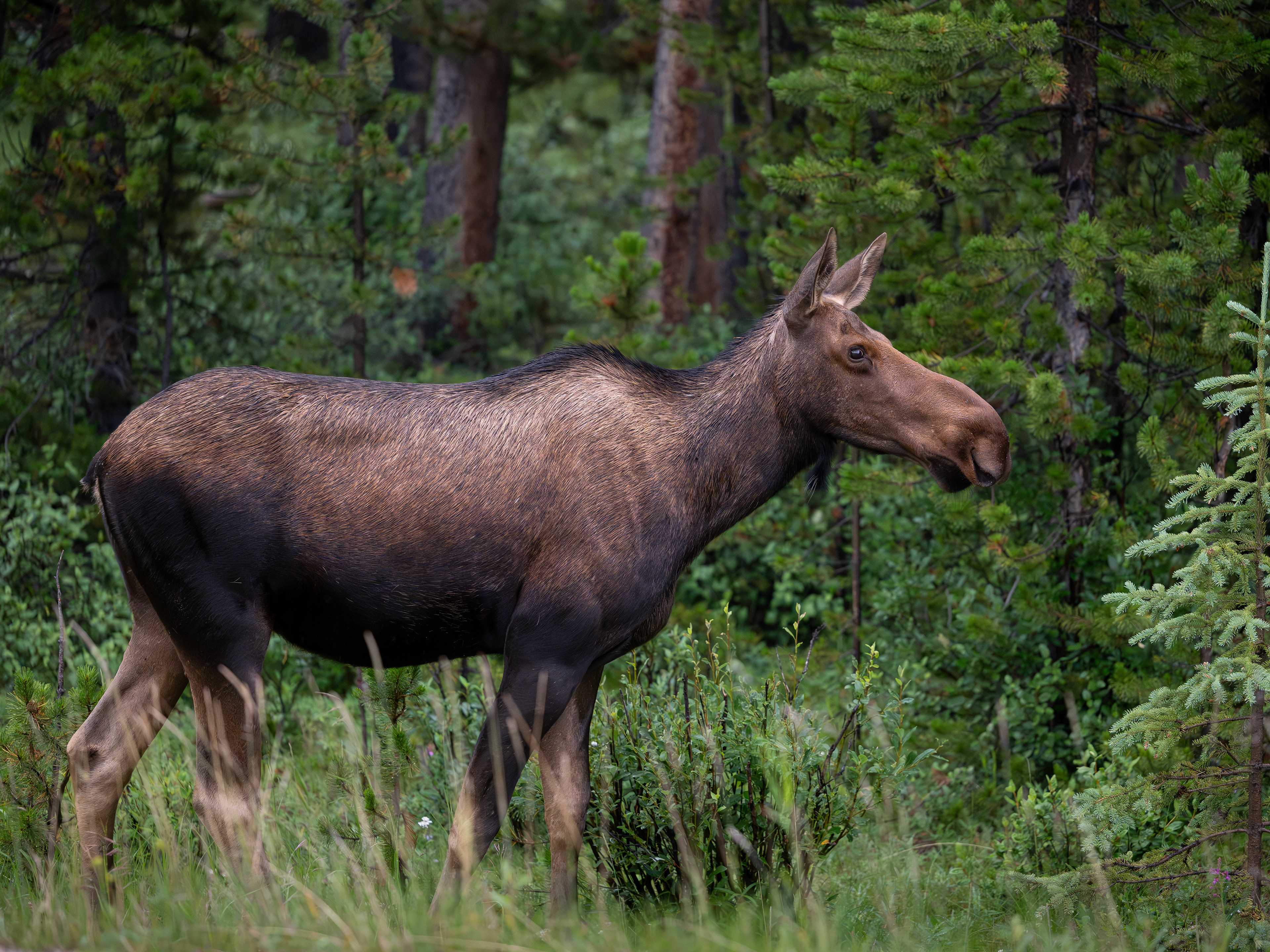 Elchkuh,  Jasper Nationalpark 2025