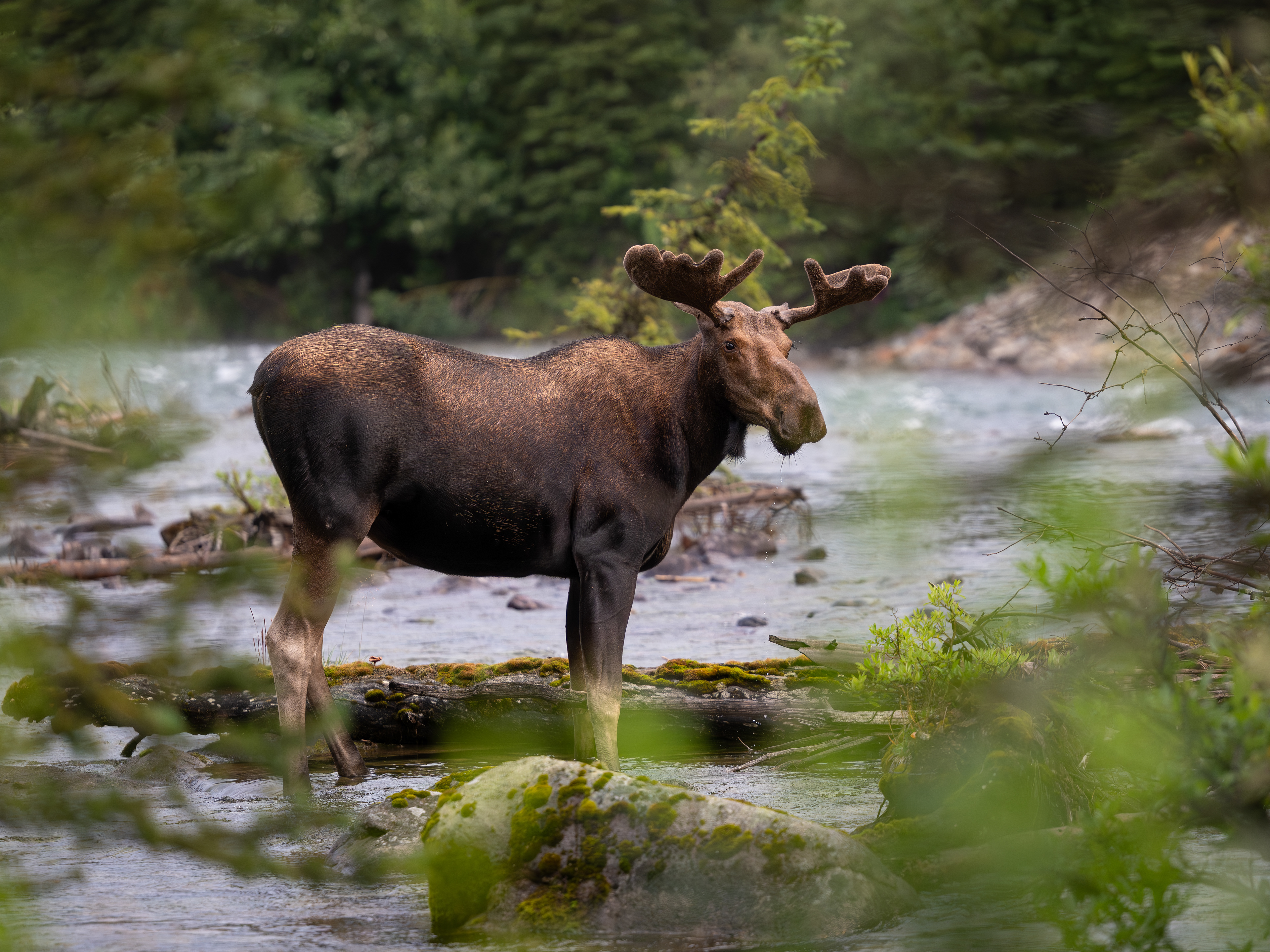 Elchbulle, Jasper Nationalpark 2025