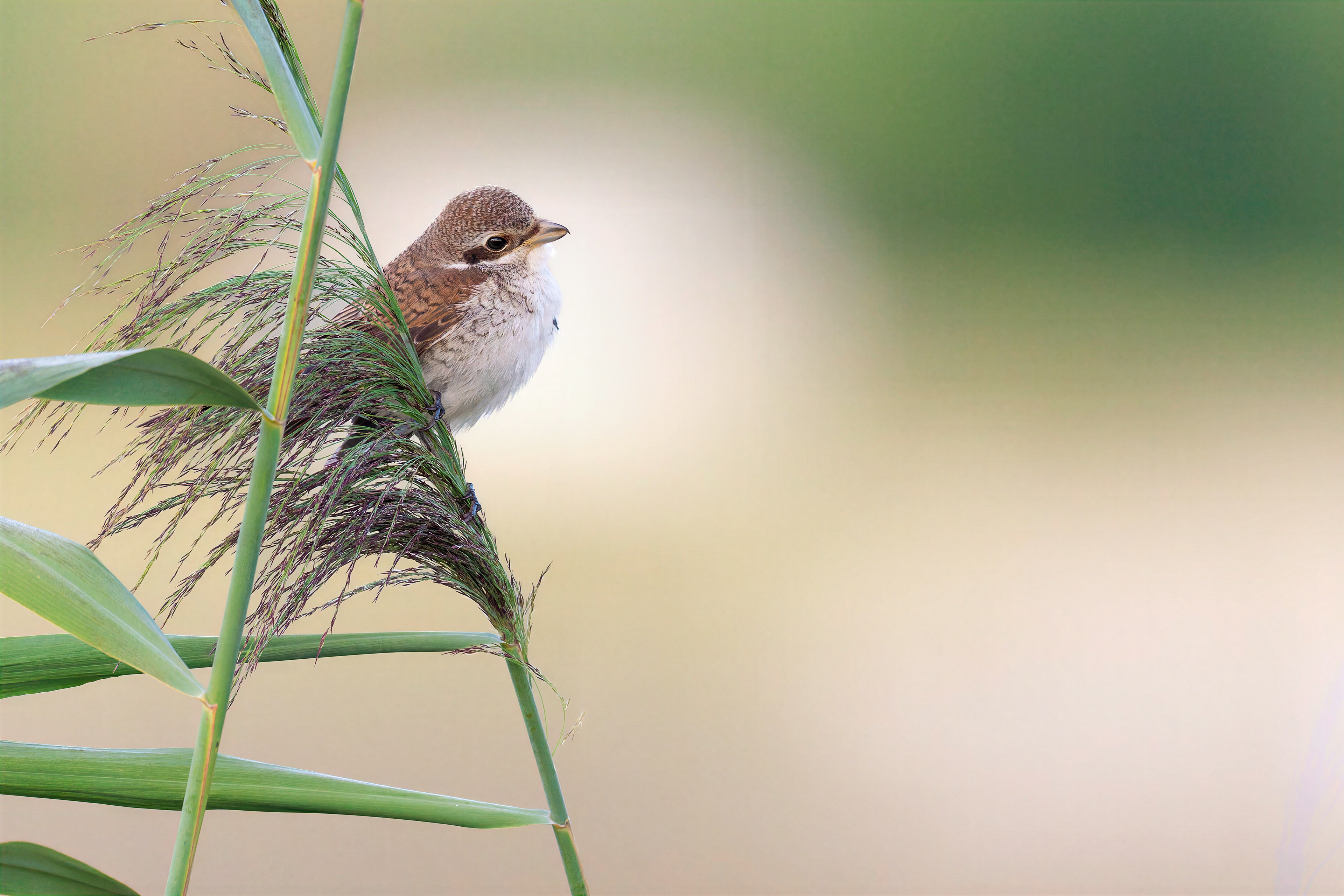 Neuntöter Jungvogel, Schweiz 2026