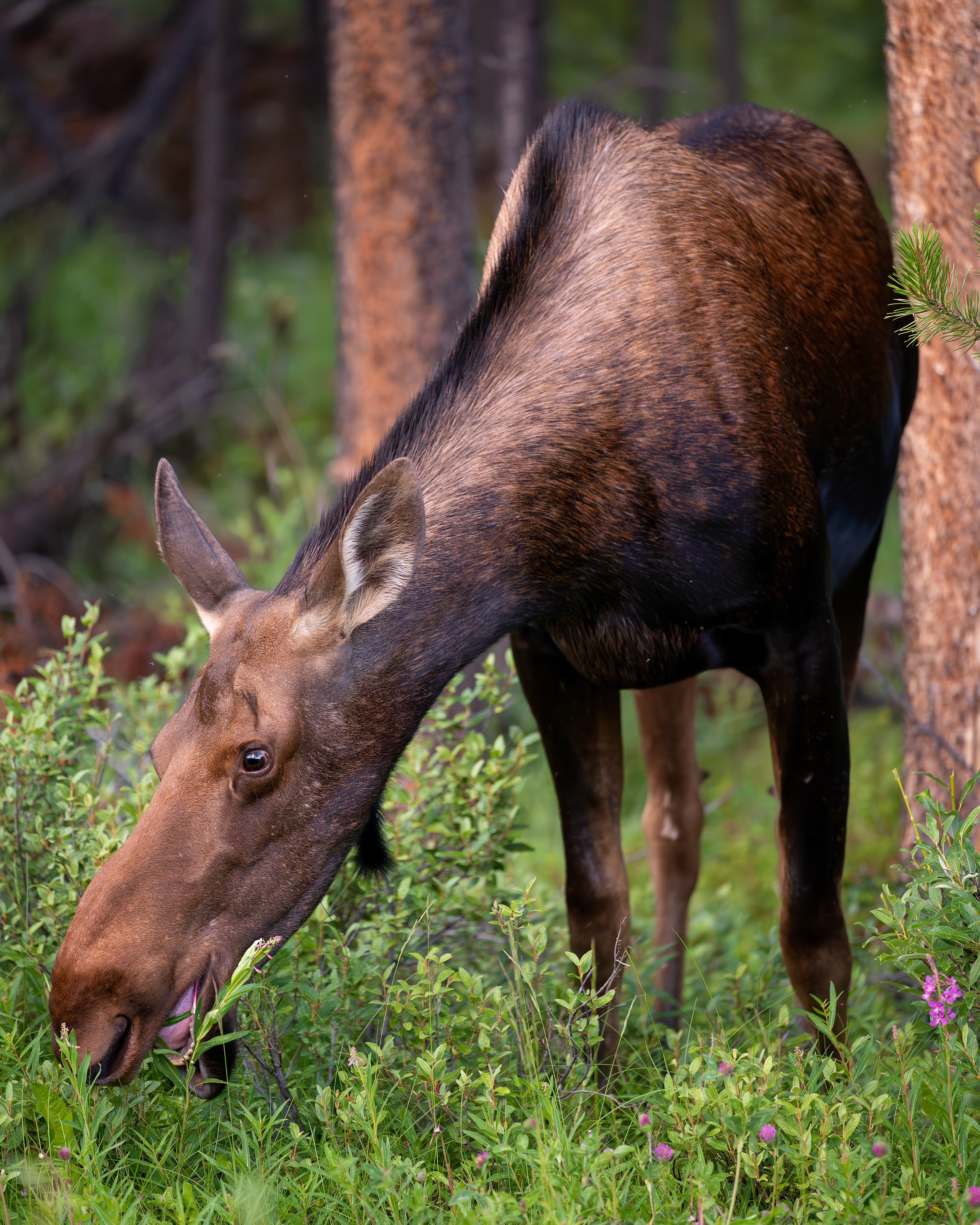 Elchkuh,  Jasper Nationalpark 2025