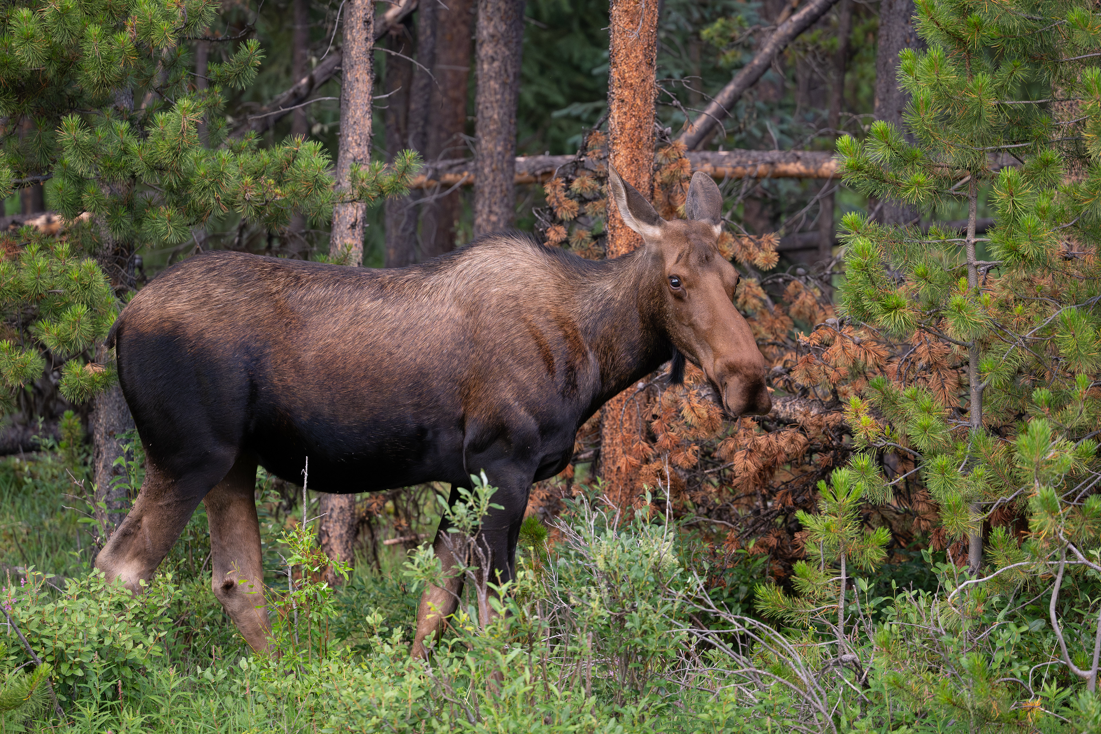 Elchkuh,  Jasper Nationalpark 2025