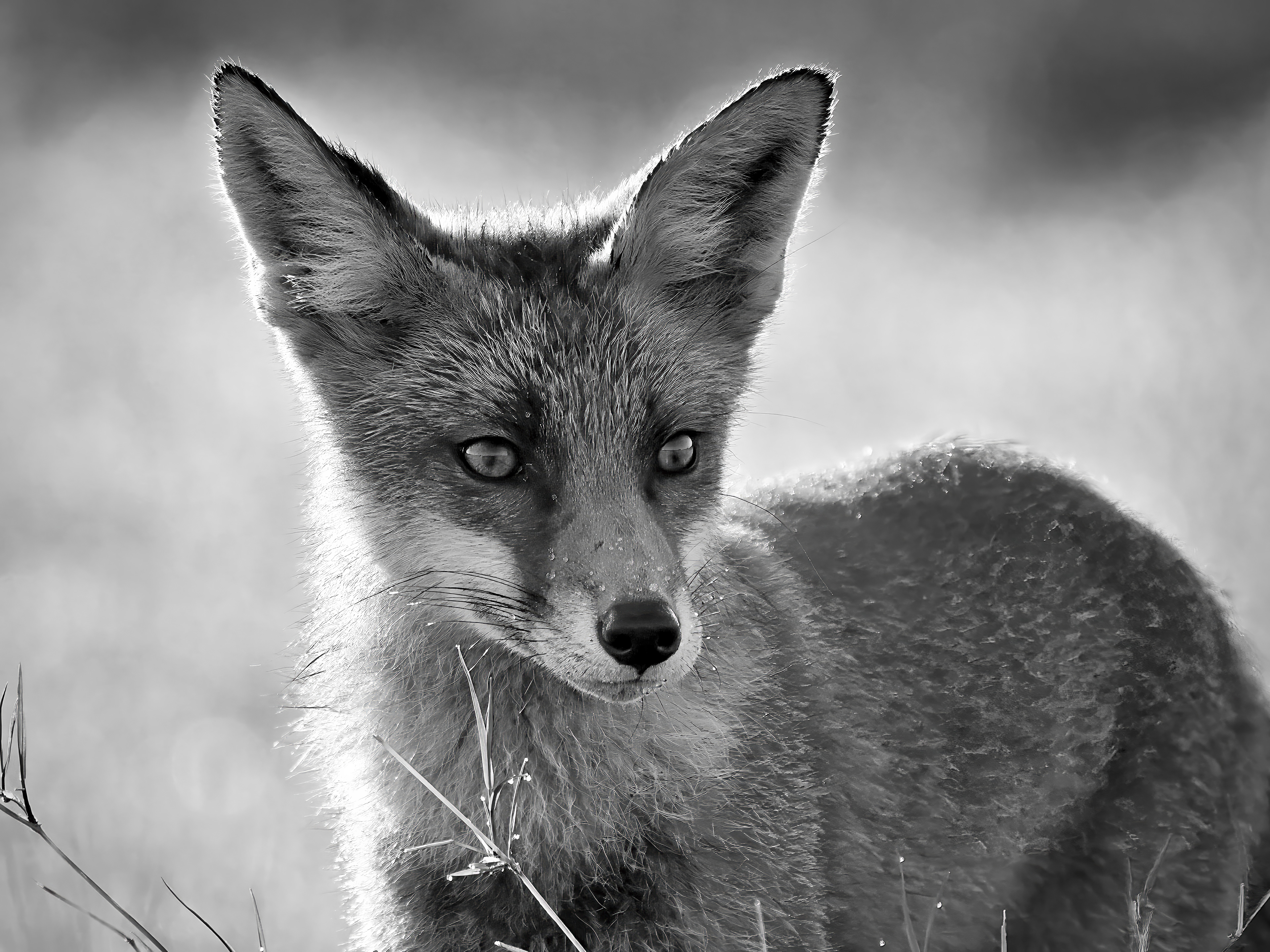 Fuchsfamilie, Schweiz 2024