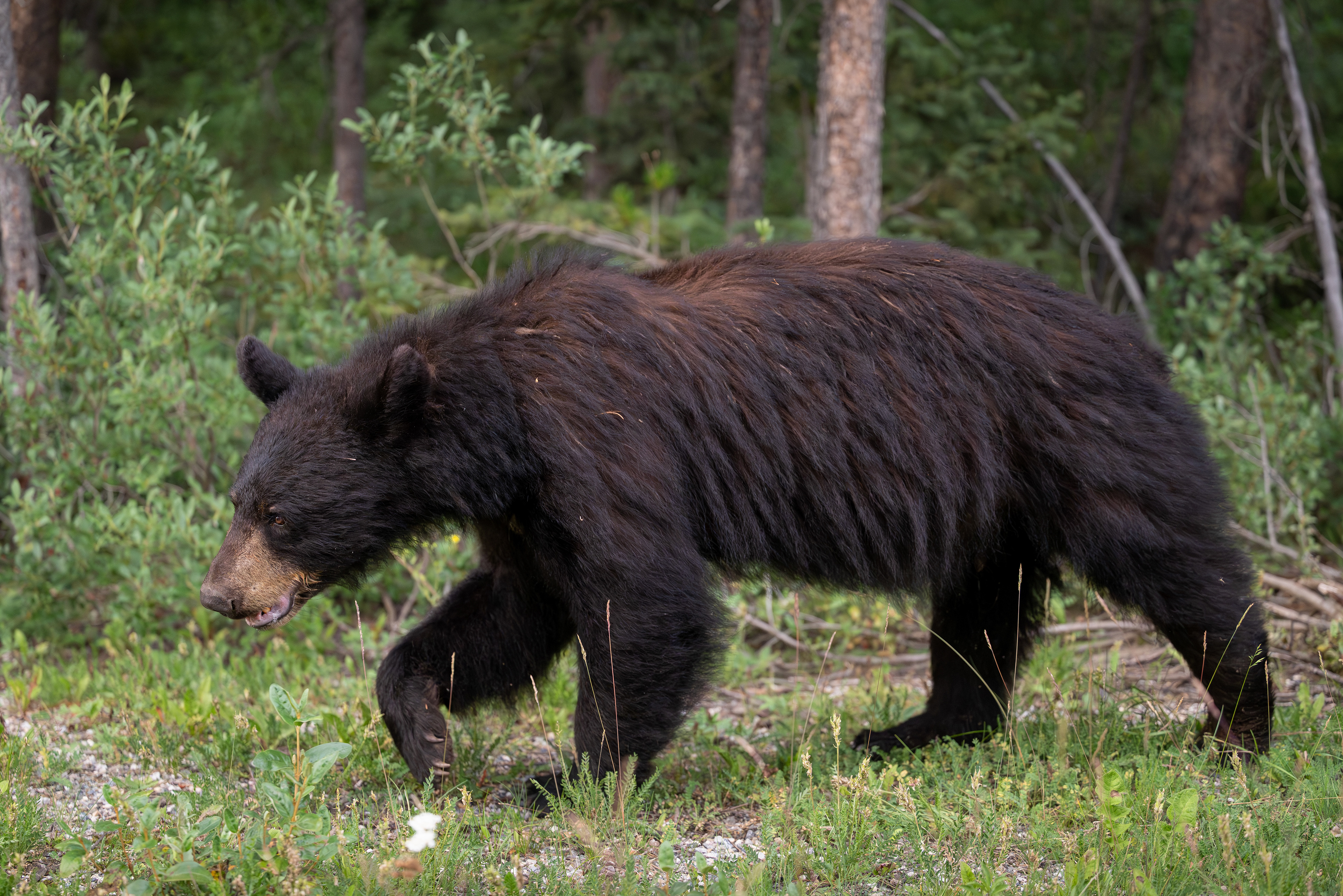 Schwarzbär, Banff Nationalpark 2025