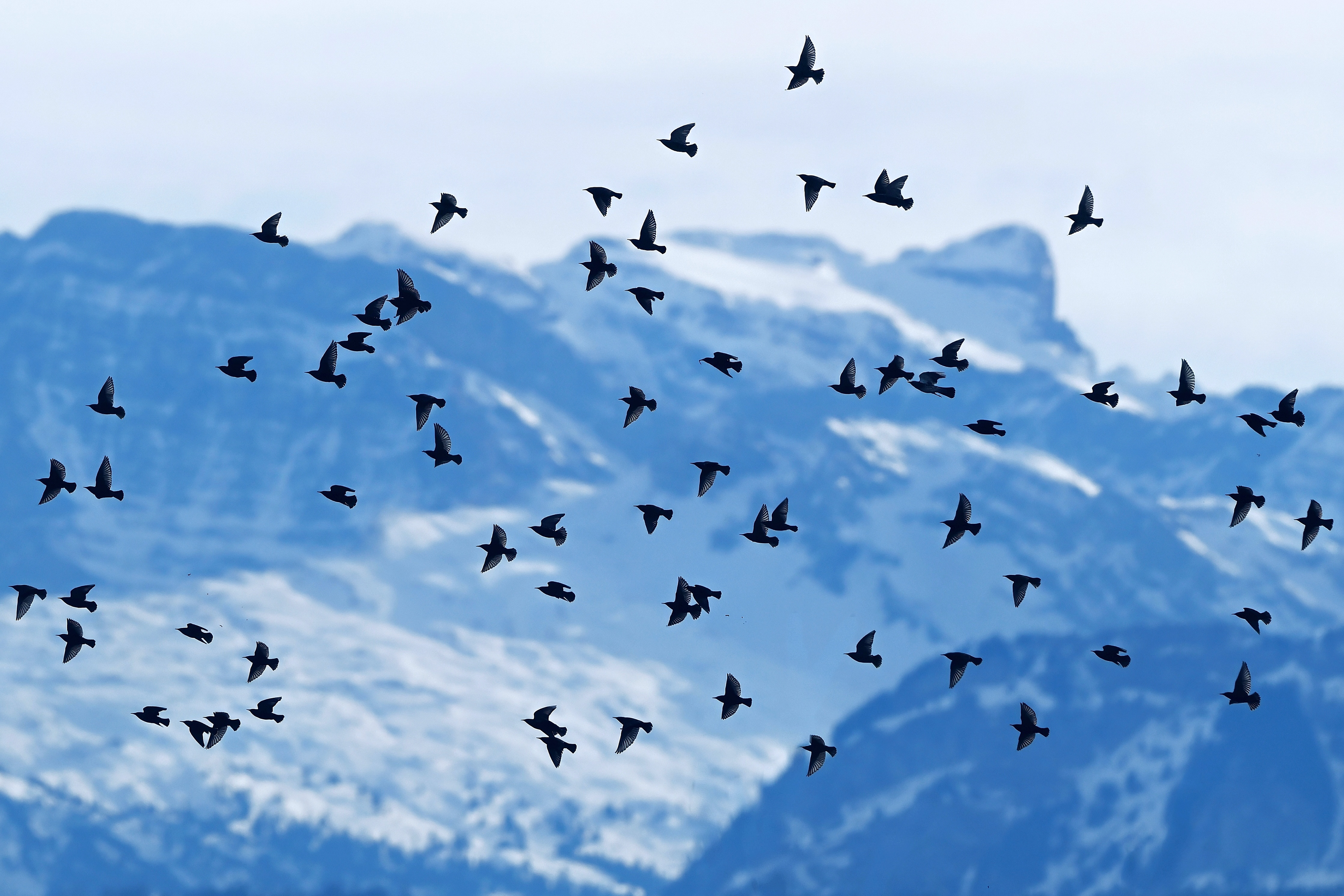 Stare, Schweiz 2025
