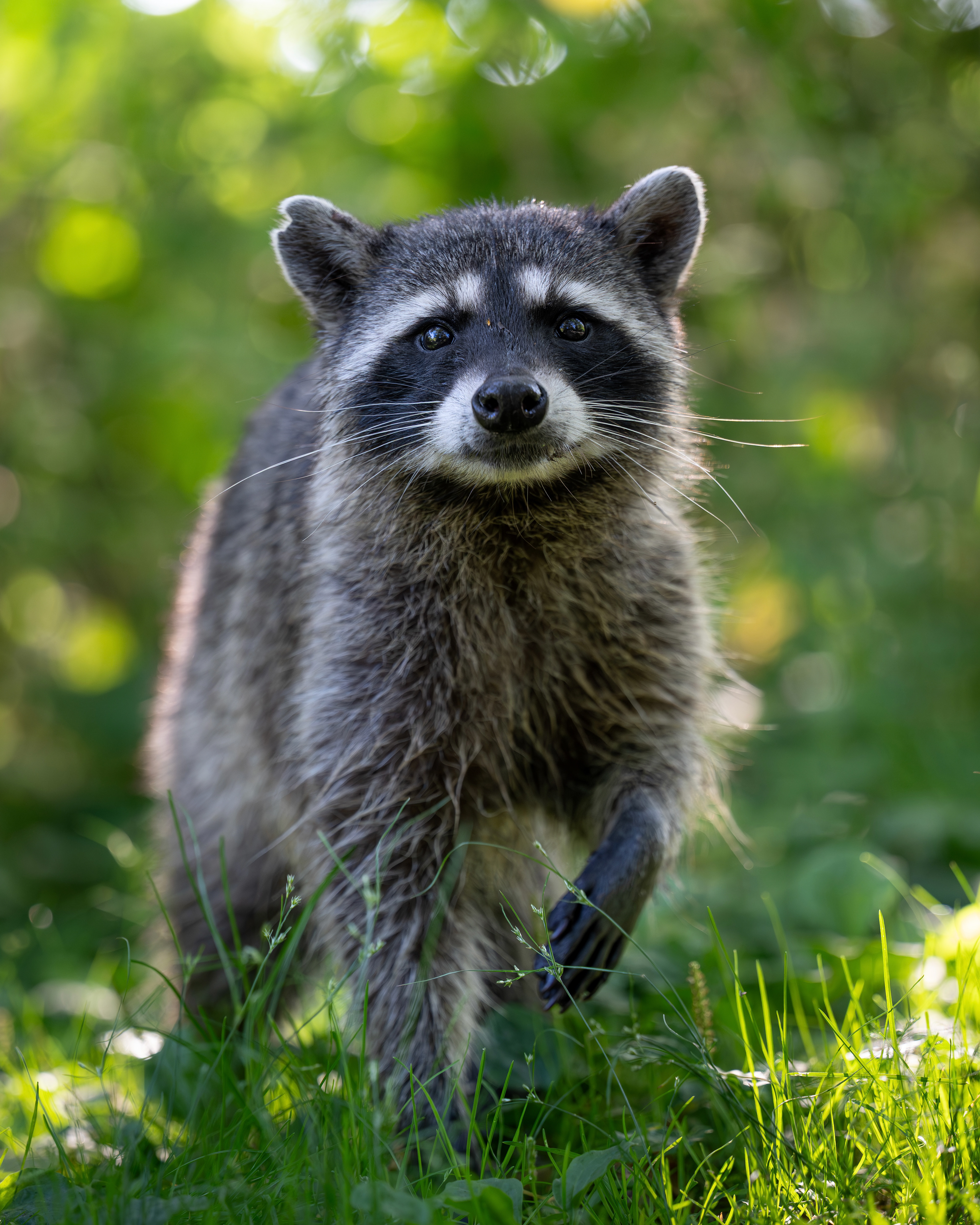 Waschbär, Vancouver 2025