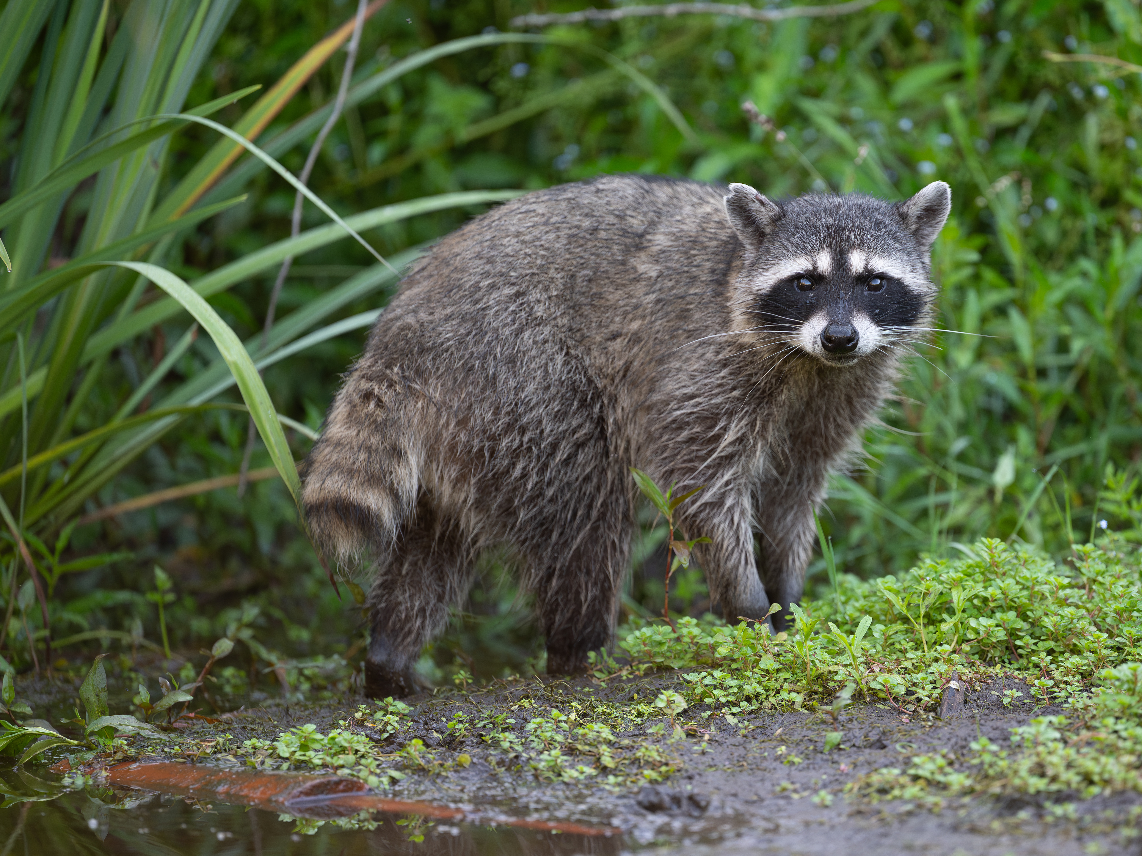 Waschbär, Vancouver 2025