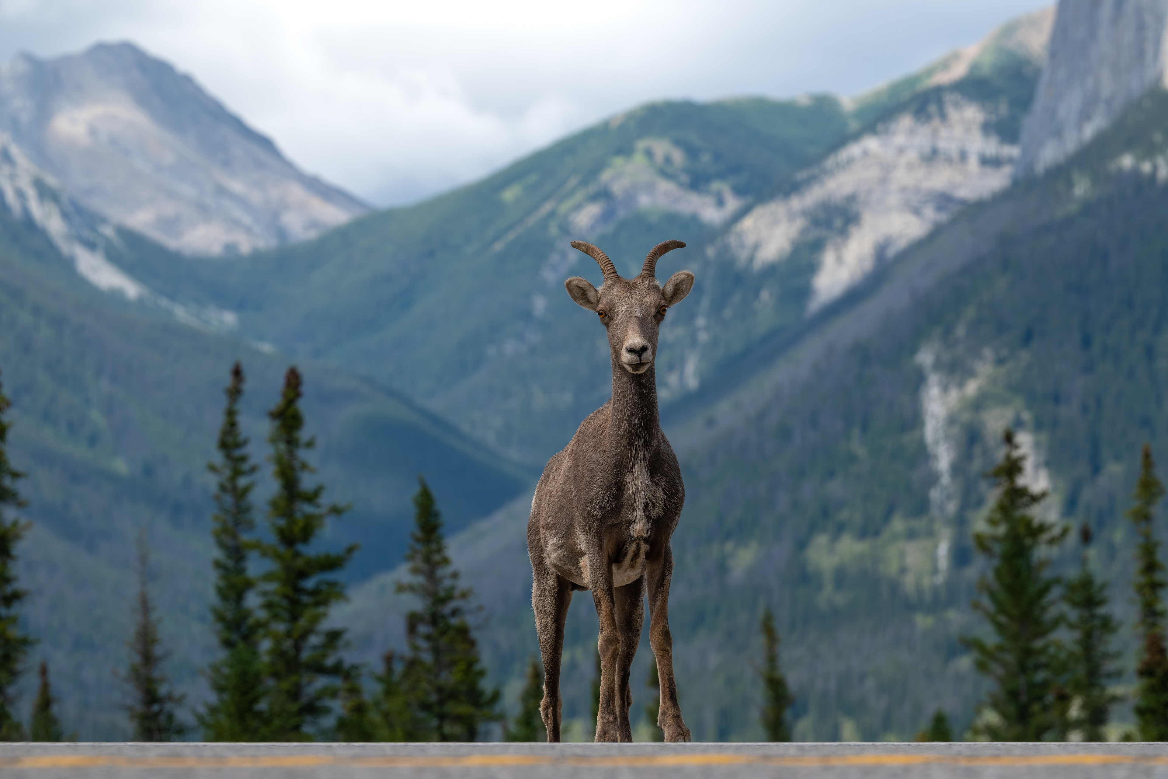 Dickhornschaf, Jasper Nationalpark 2025