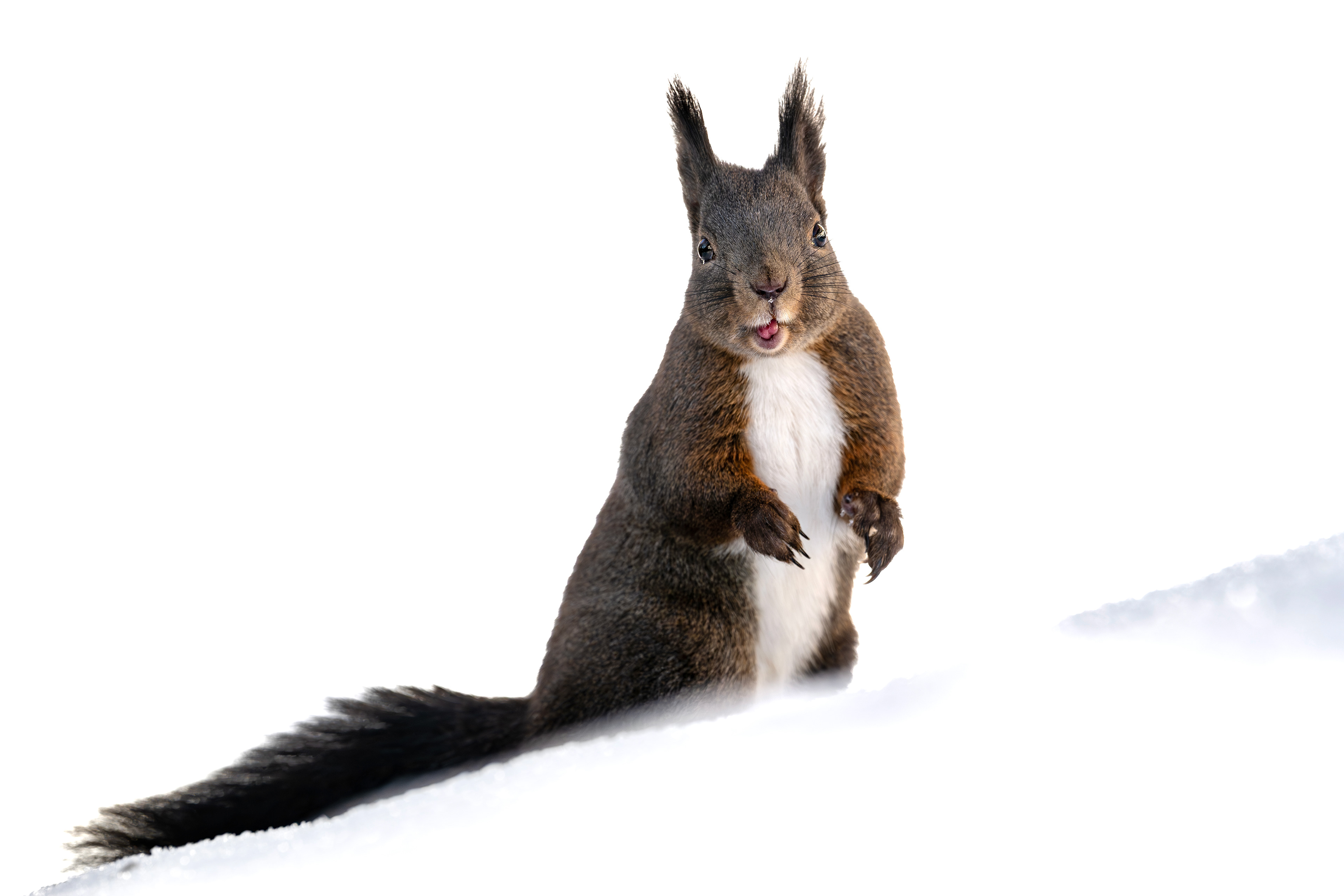 Eichhörnchen, Schweiz 2026