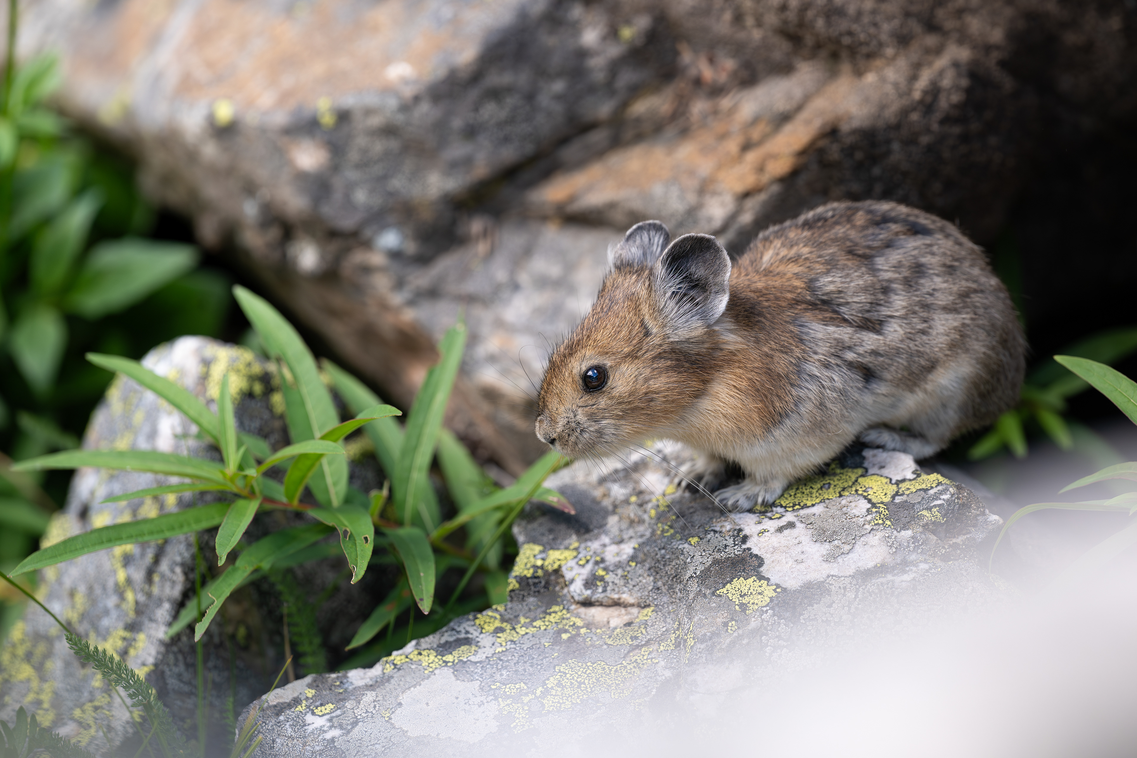 Pika, Banff Nationalpark 2025