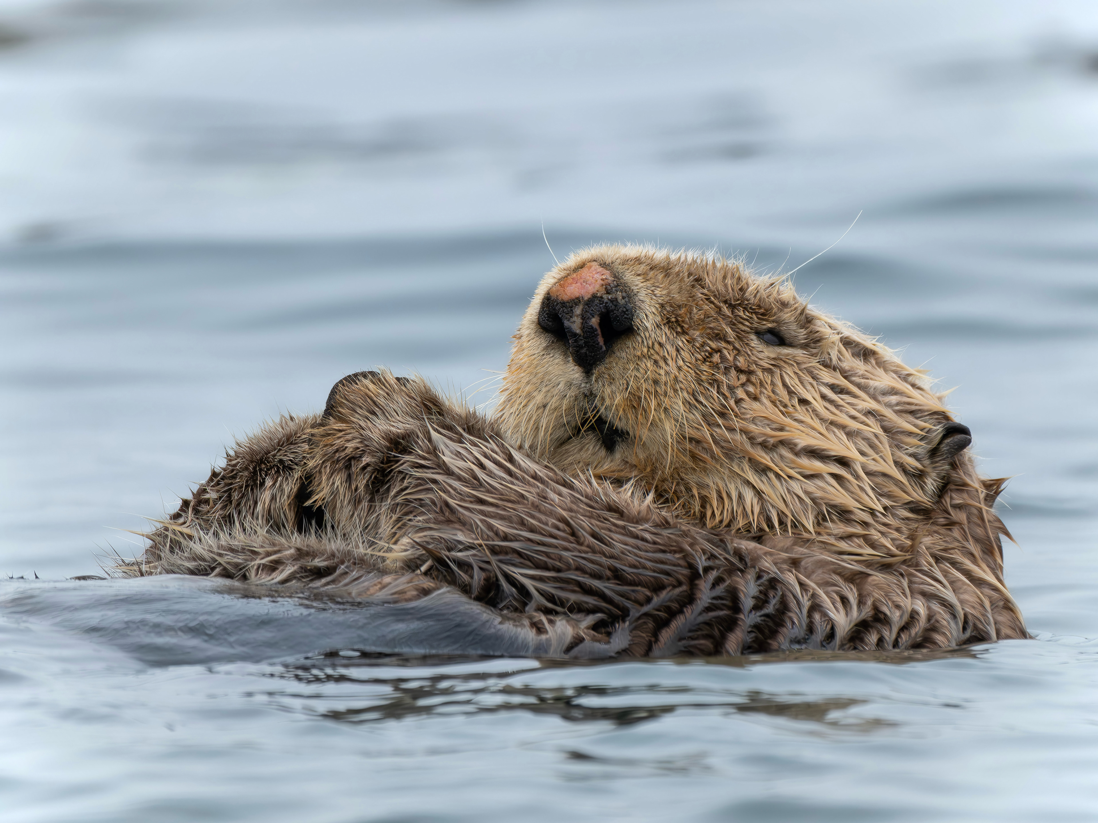 Seeotter, Vancouver Island 2025