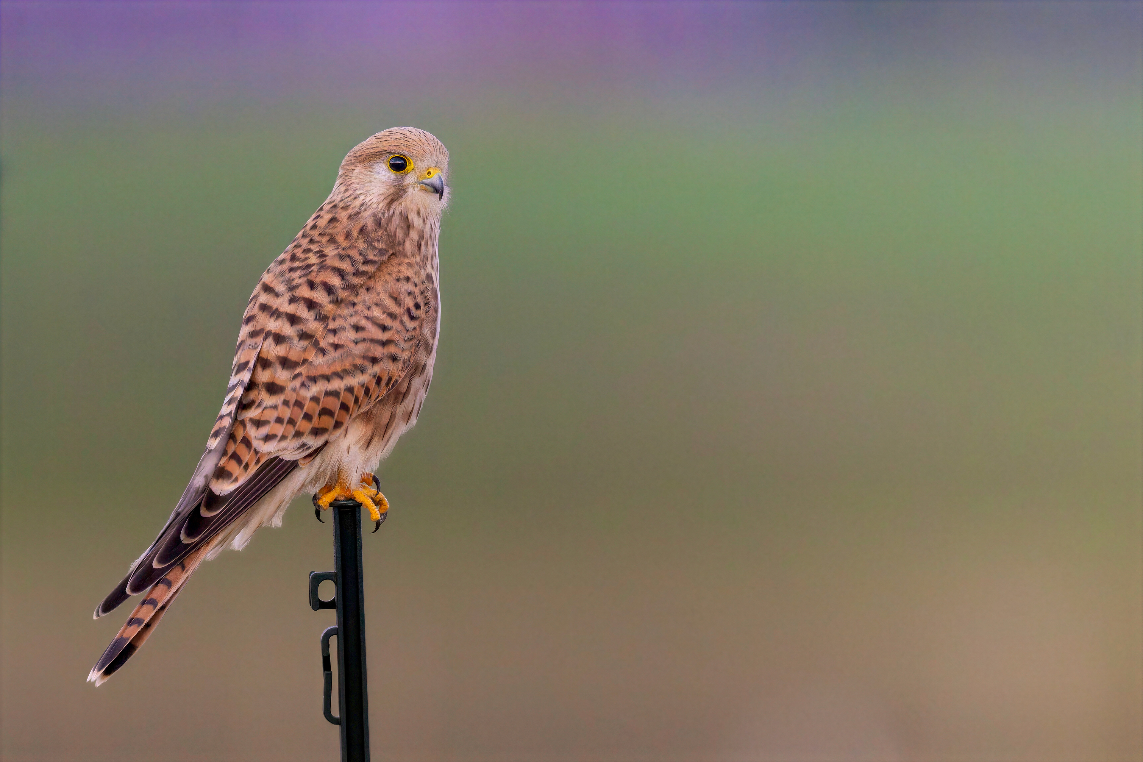 Turmfalke, Schweiz 2026