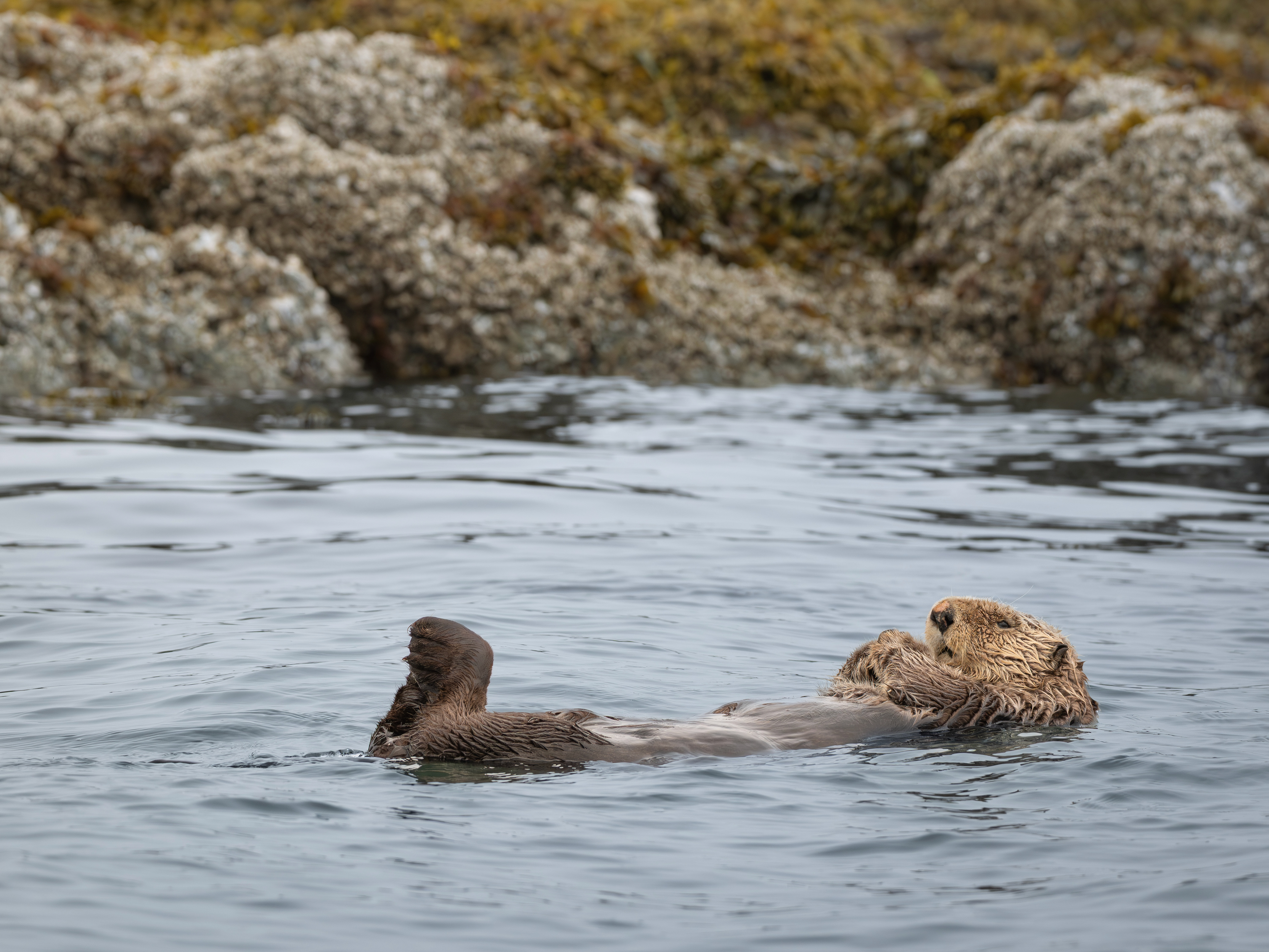 Seeotter, Vancouver Island 2025