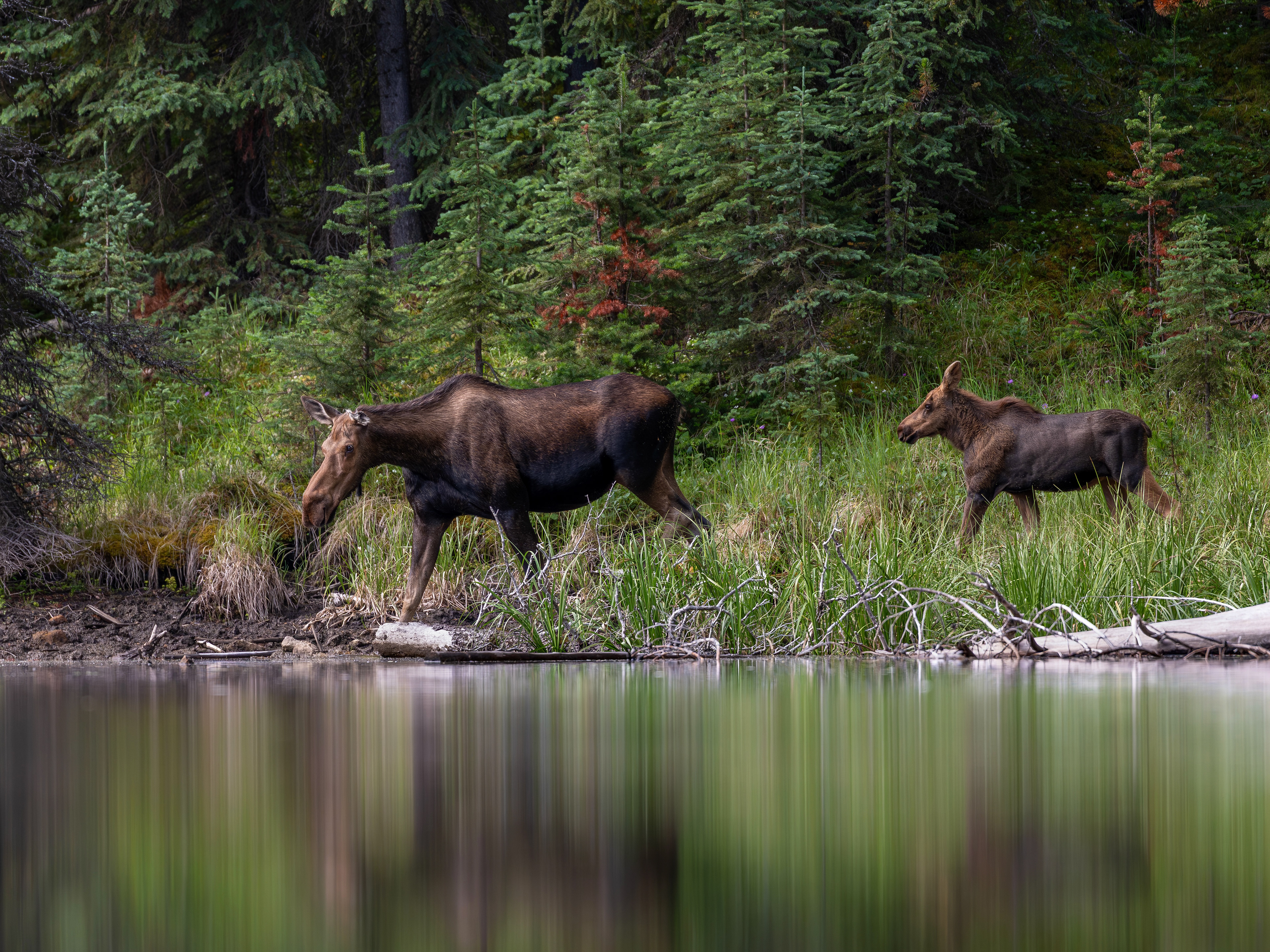 Elchkuh mit Kalb,  Jasper Nationalpark 2025