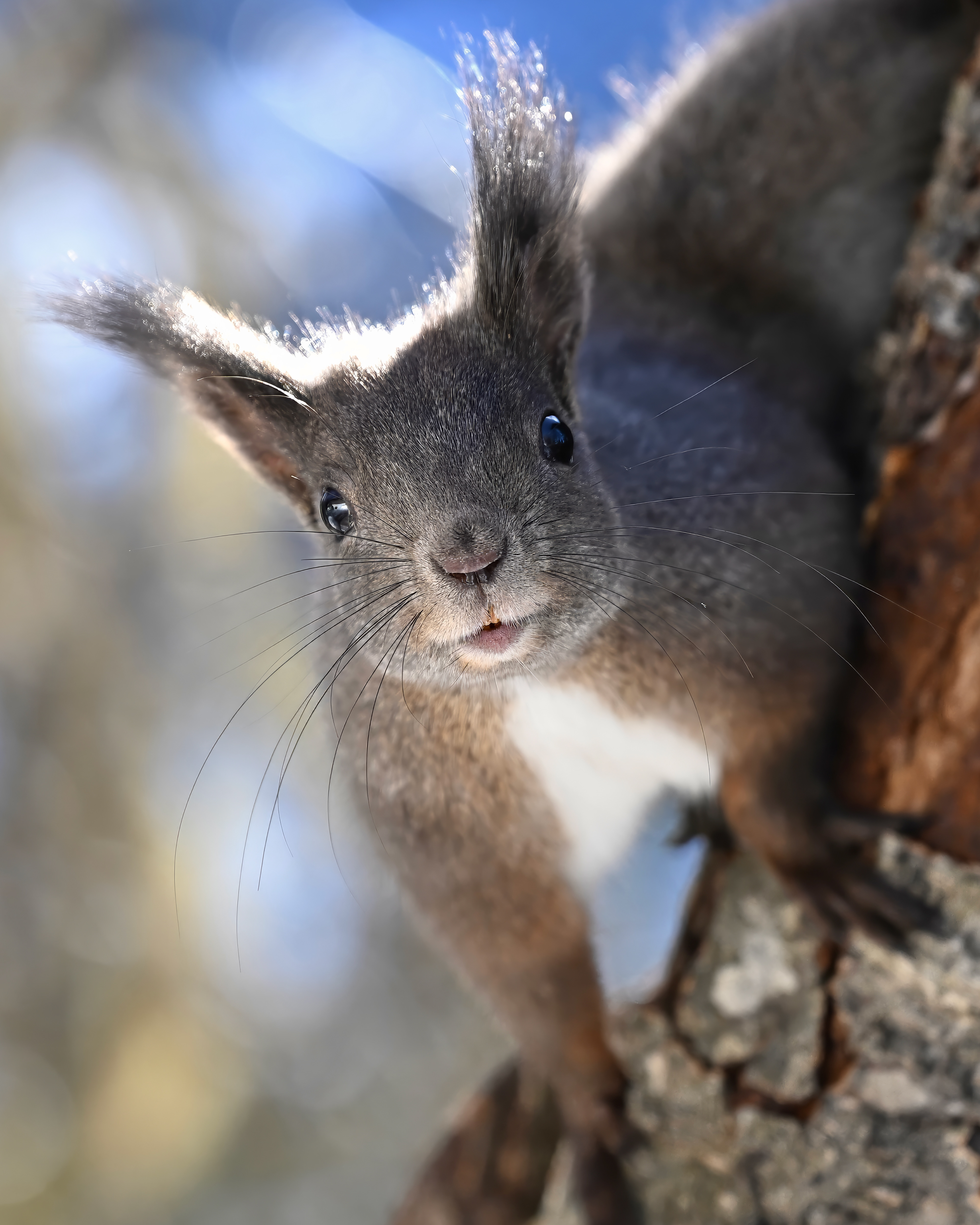 Eichhörnchen, Schweiz 2025