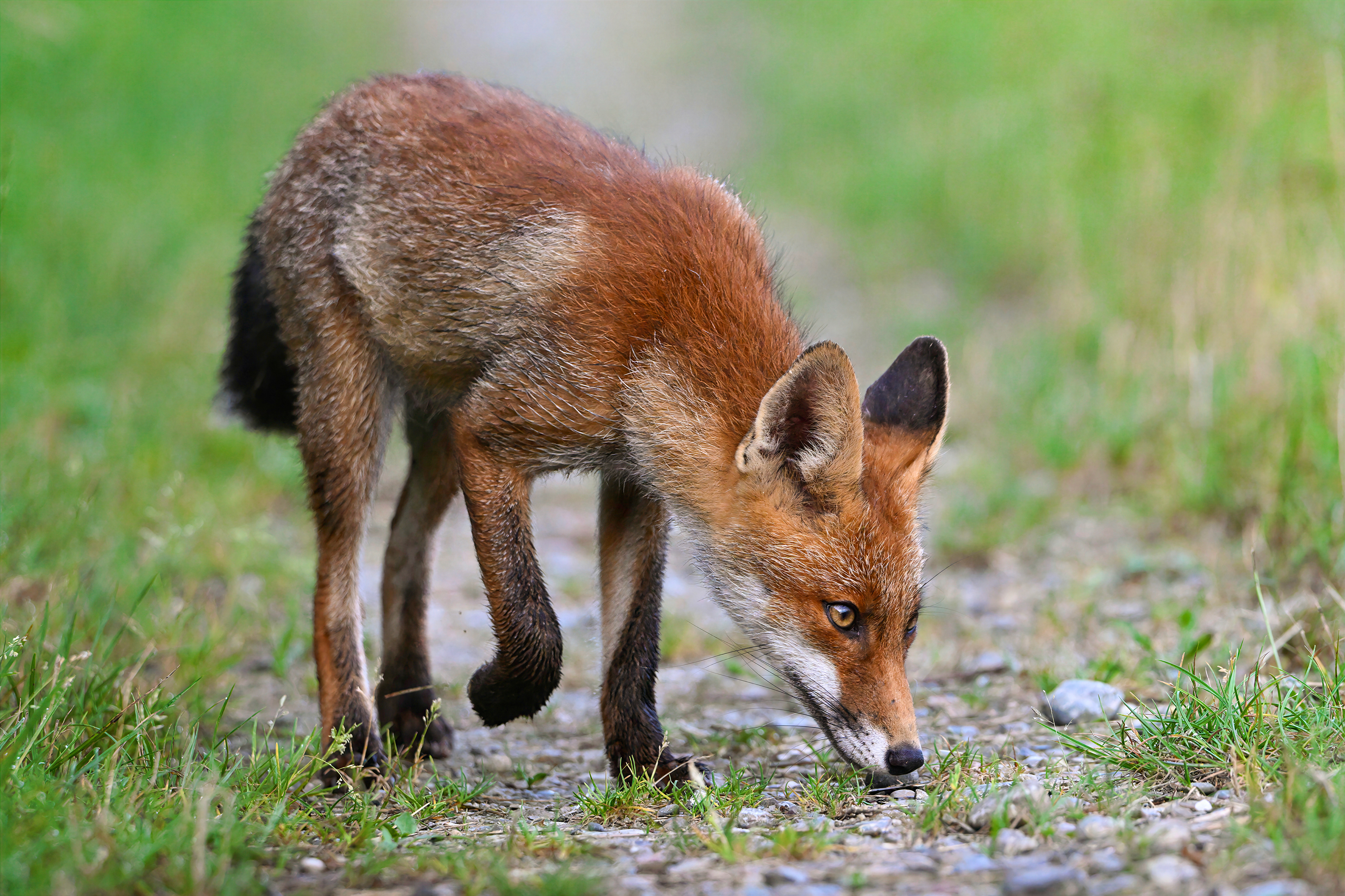 Fuchsfamilie, Schweiz 2024