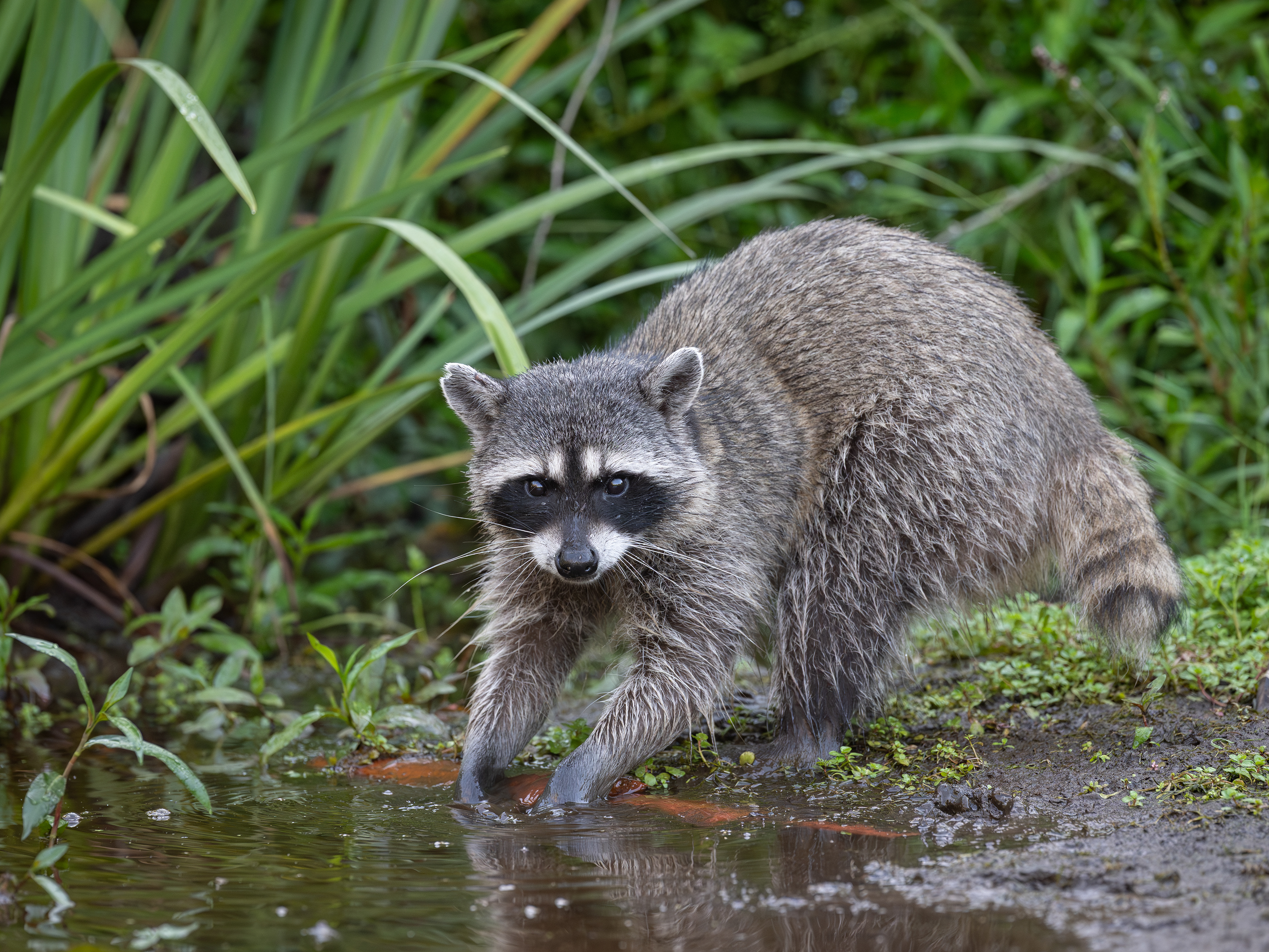 Waschbär, Vancouver 2025