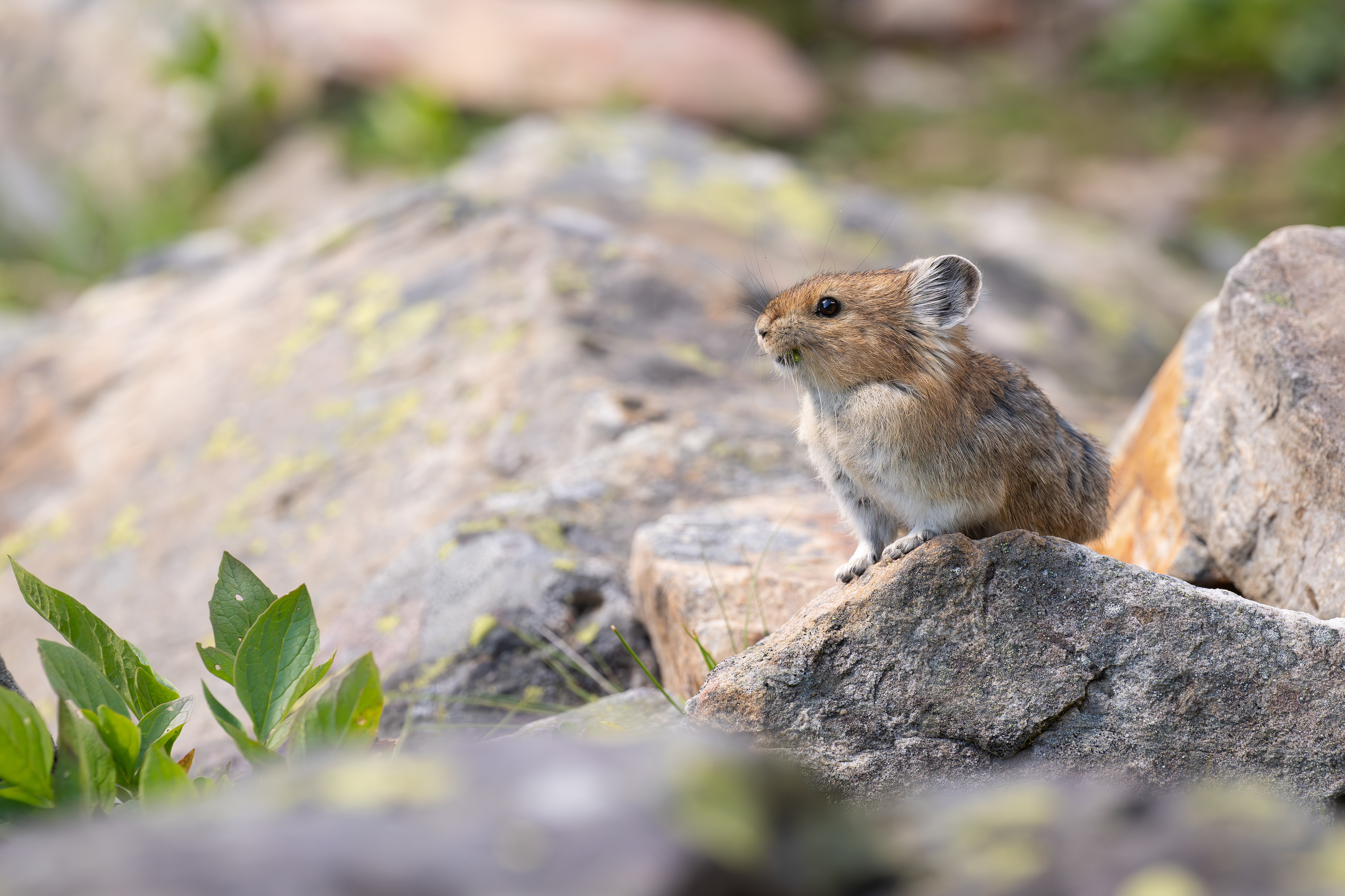 Pika, Banff Nationalpark 2025