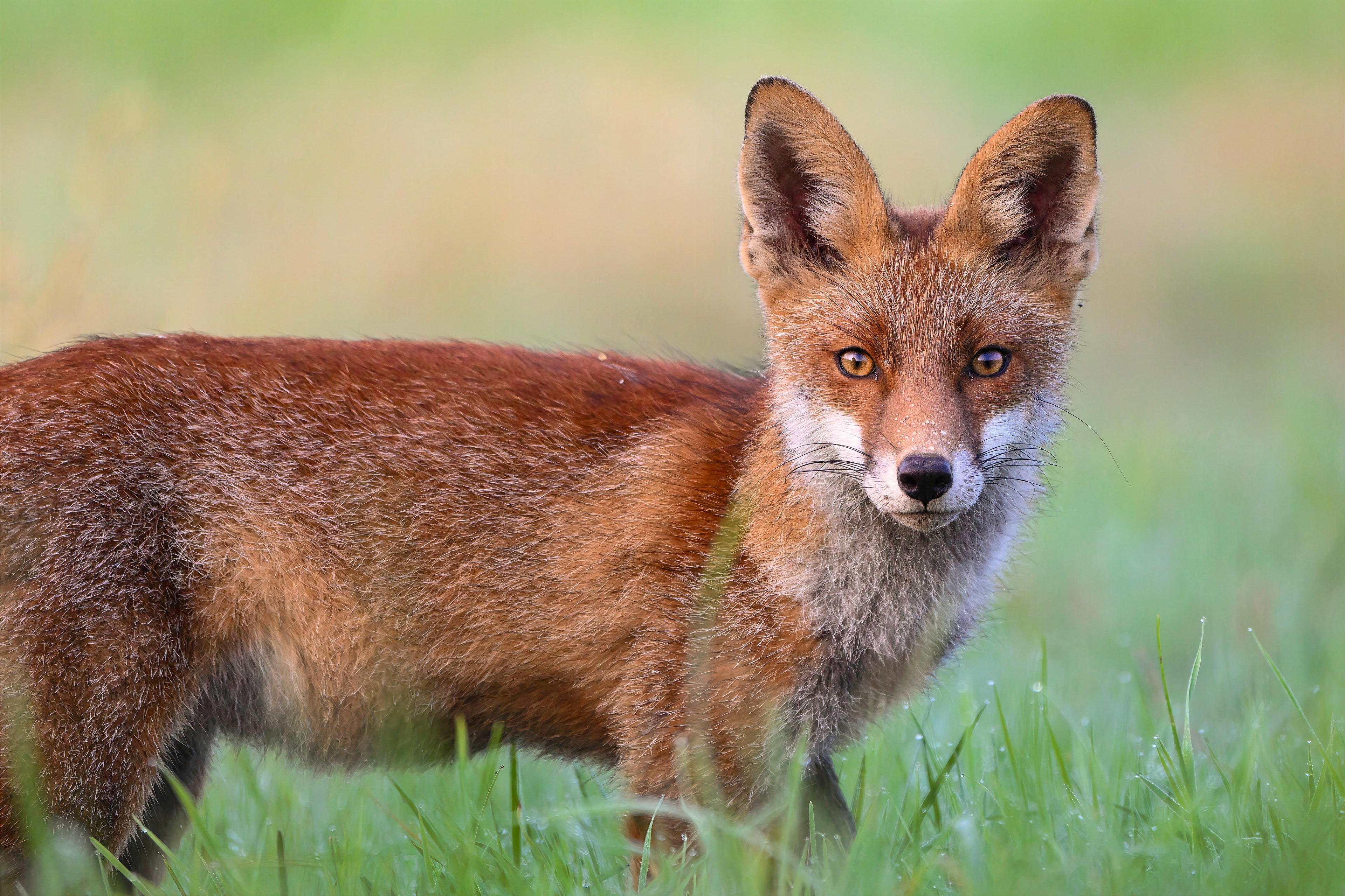 Fuchsfamilie, Schweiz 2024