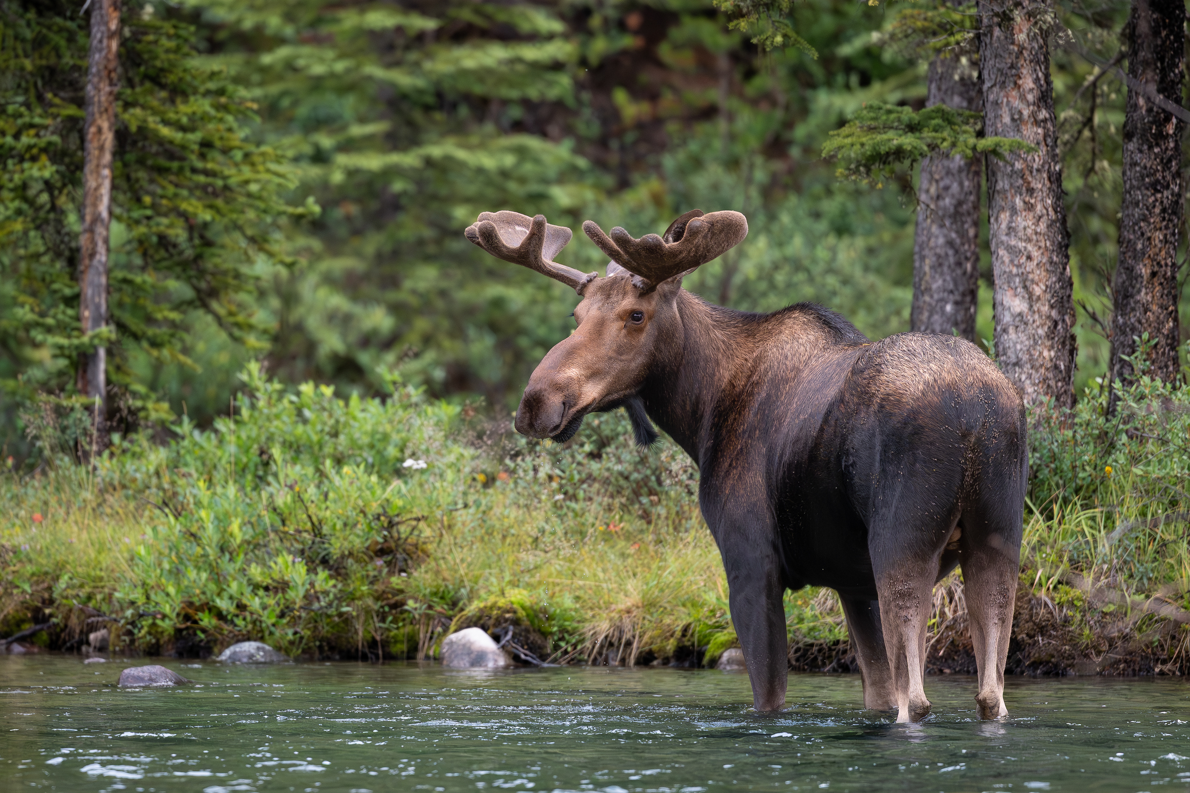 Elchbulle, Jasper Nationalpark 2025