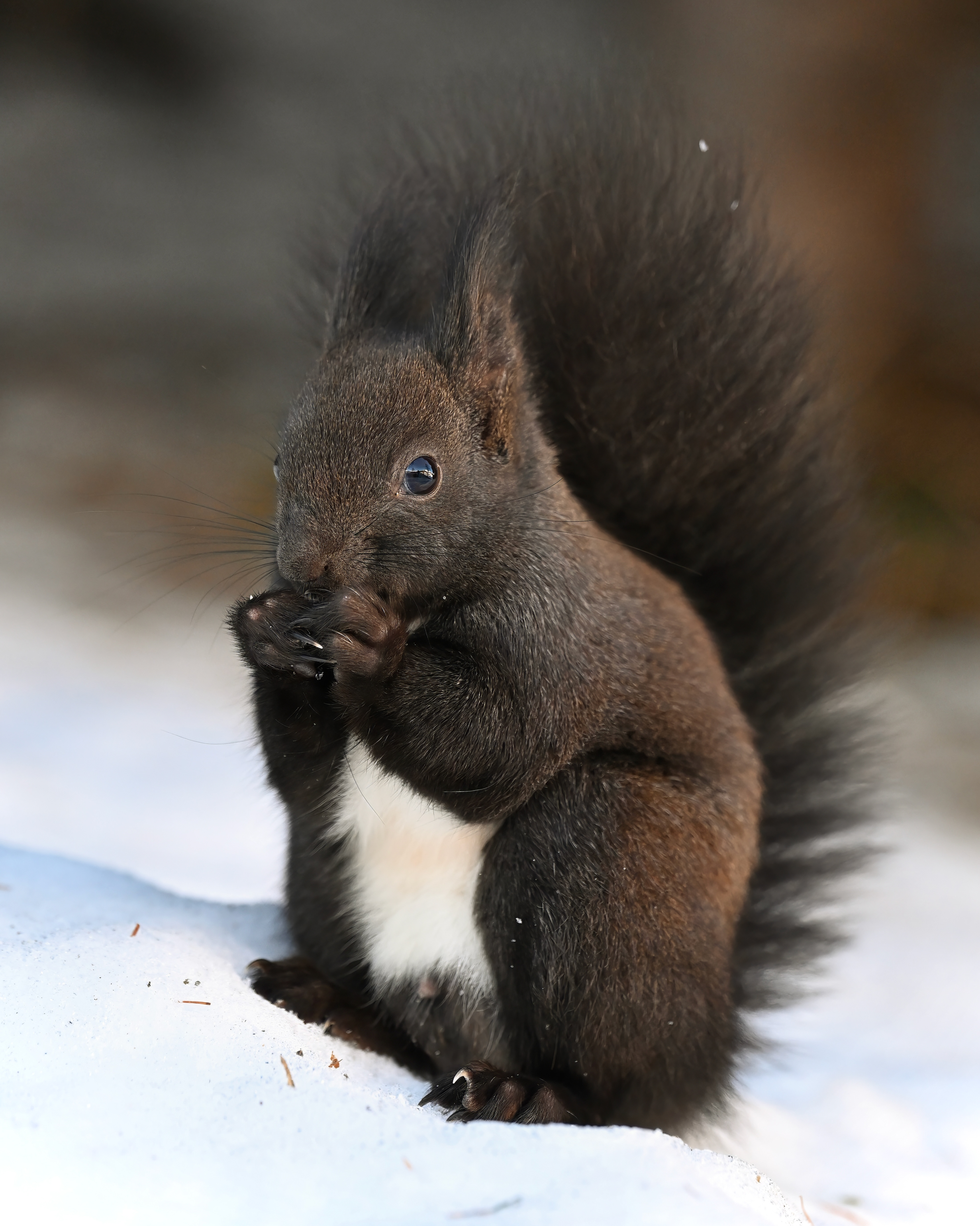 Eichhörnchen, Schweiz 2025