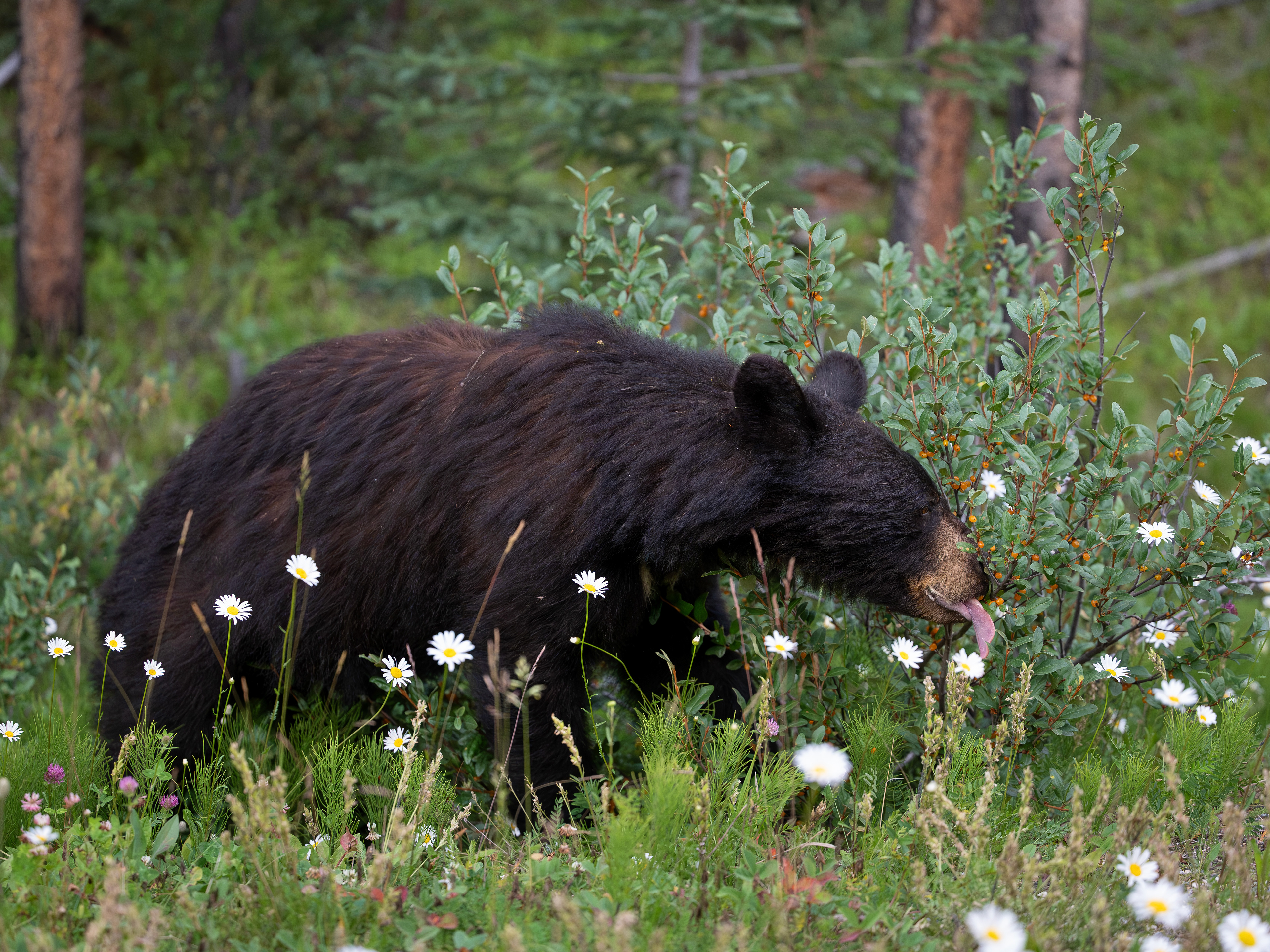 Schwarzbär, Banff Nationalpark 2025