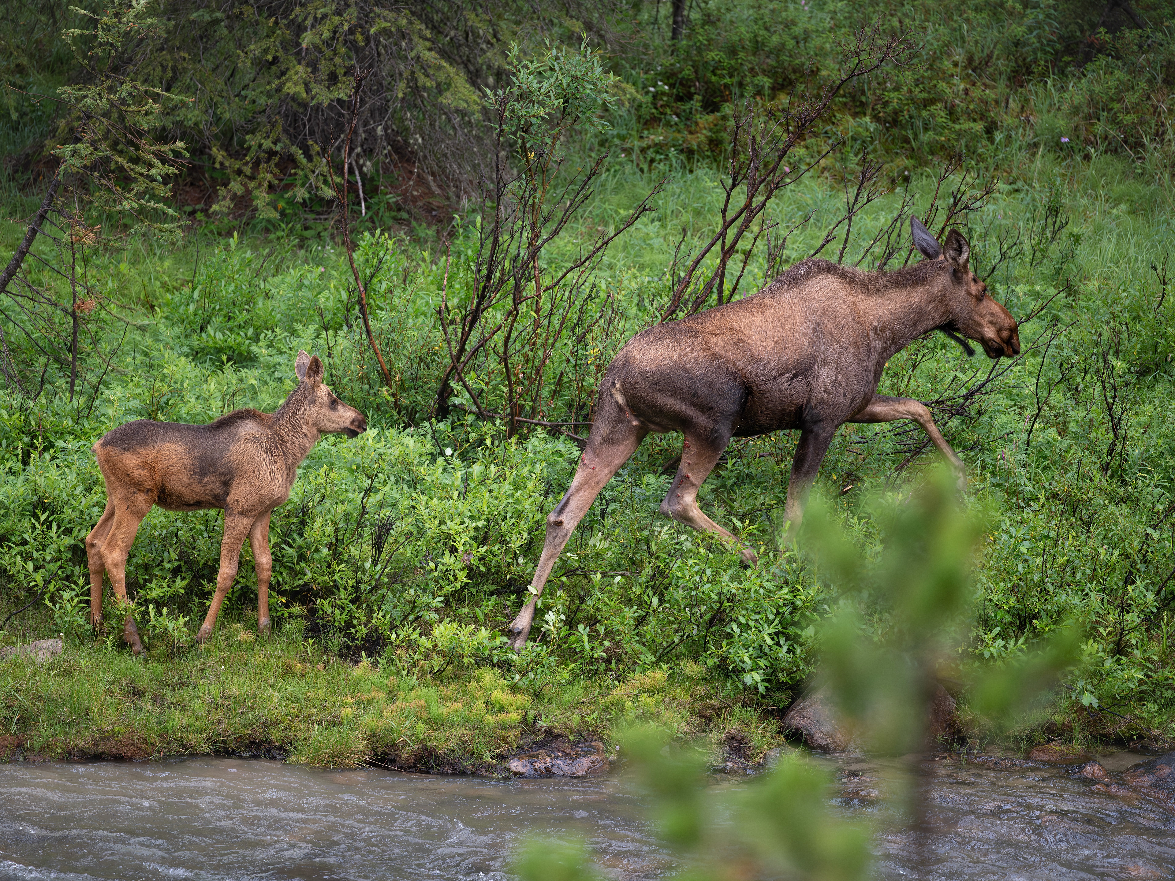 Elchkuh mit Kalb,  Jasper Nationalpark 2025