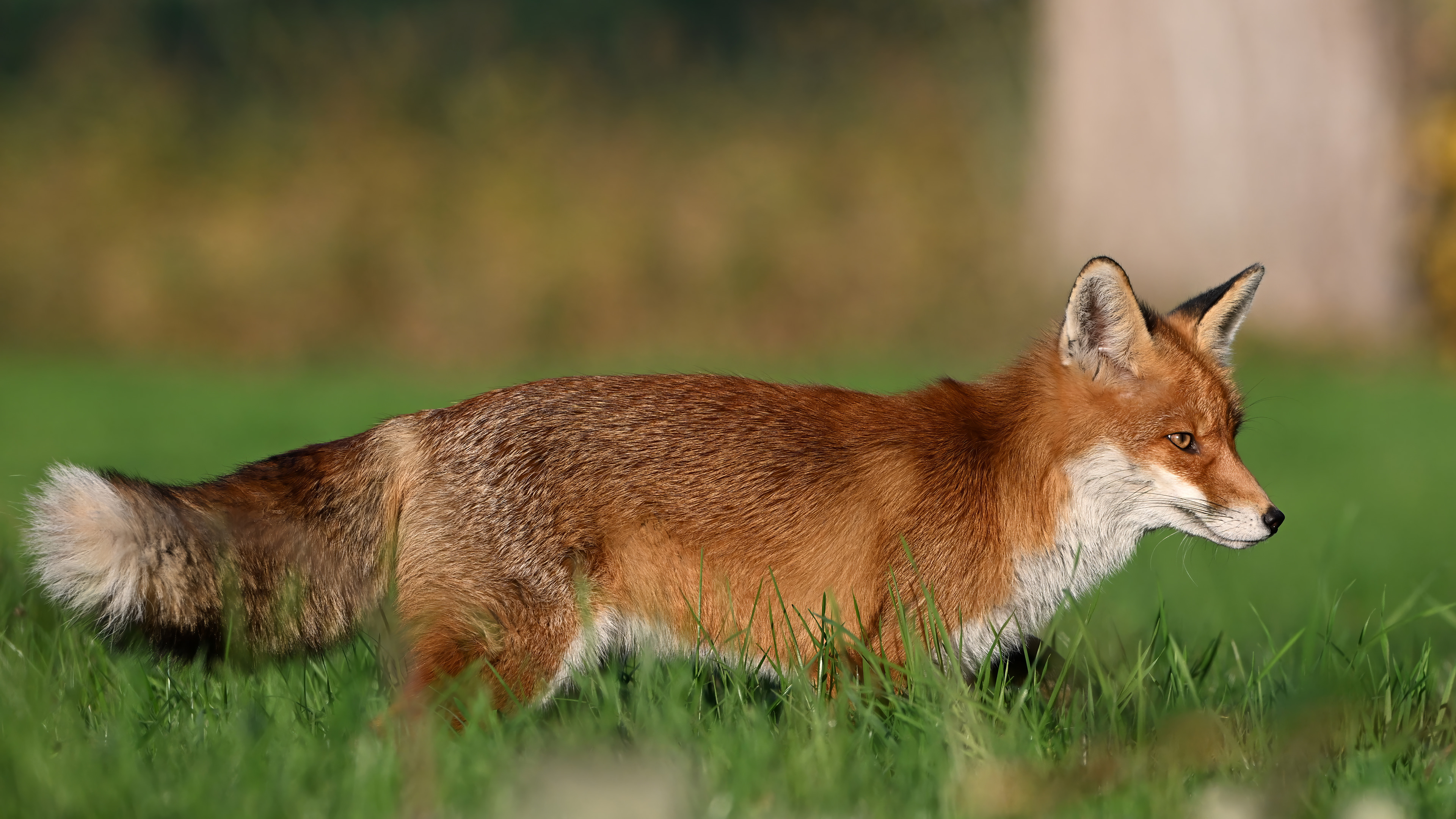 Fuchs, Schweiz 2024