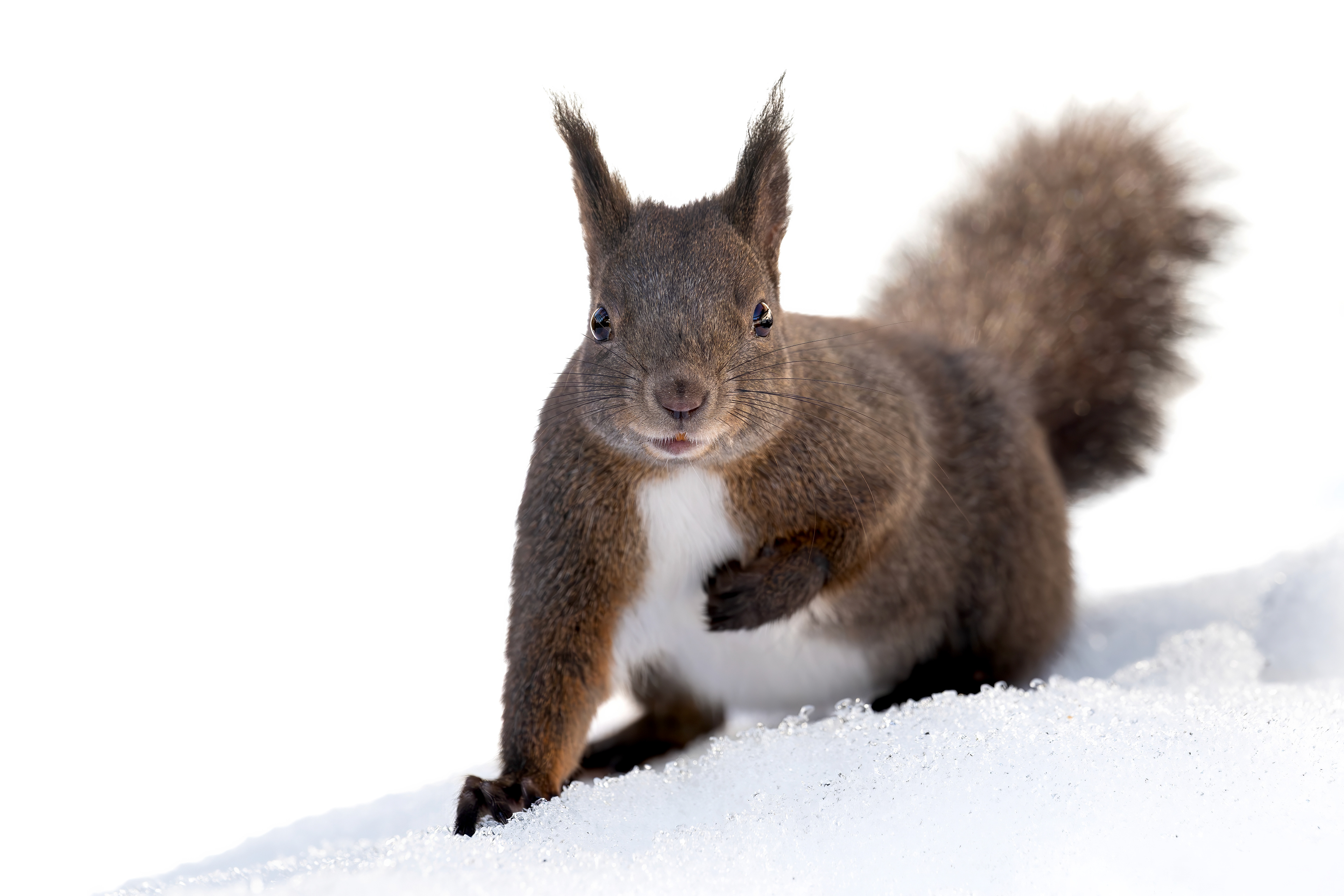 Eichhörnchen, Schweiz 2026