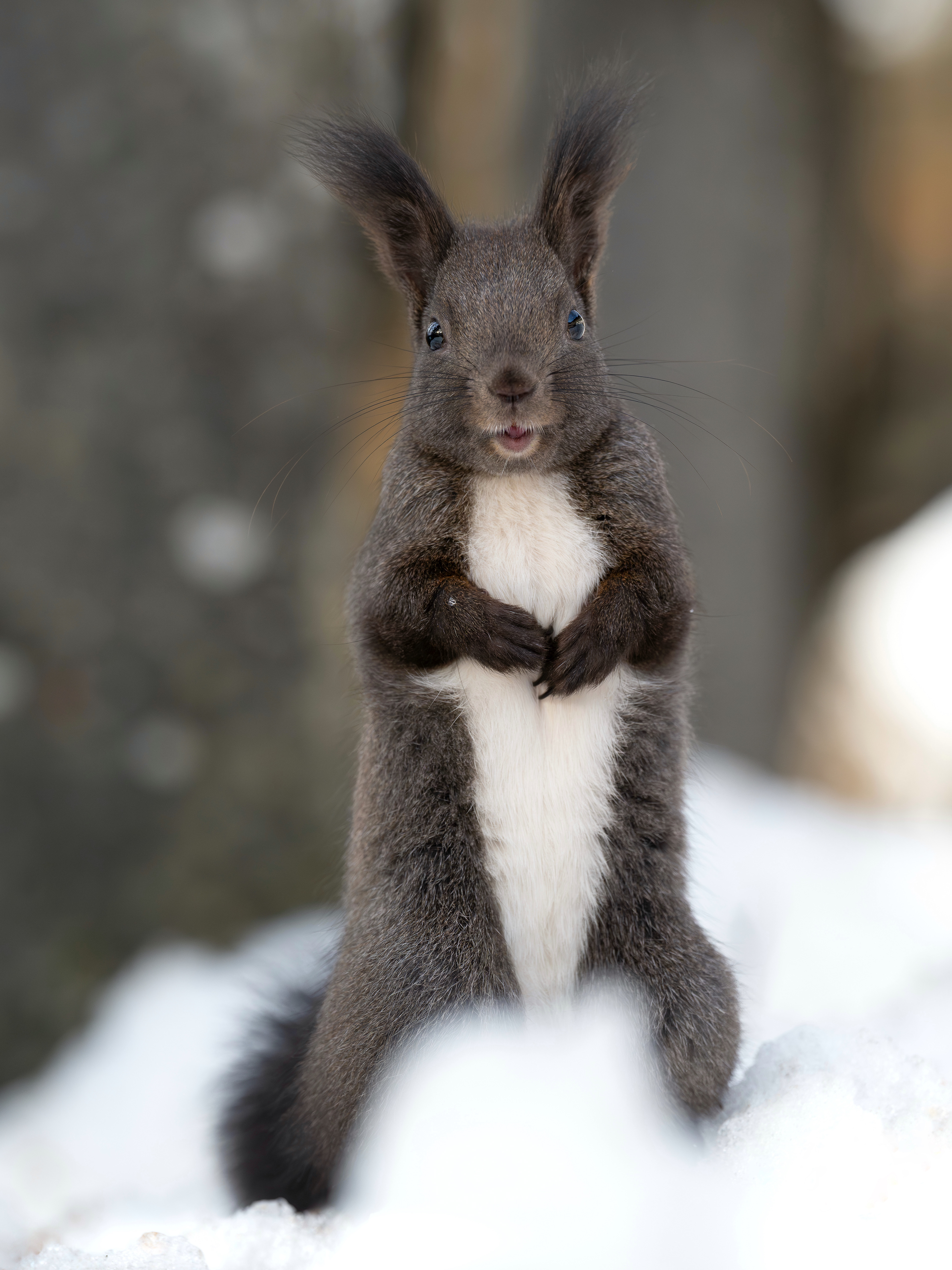 Eichhörnchen, Schweiz 2026