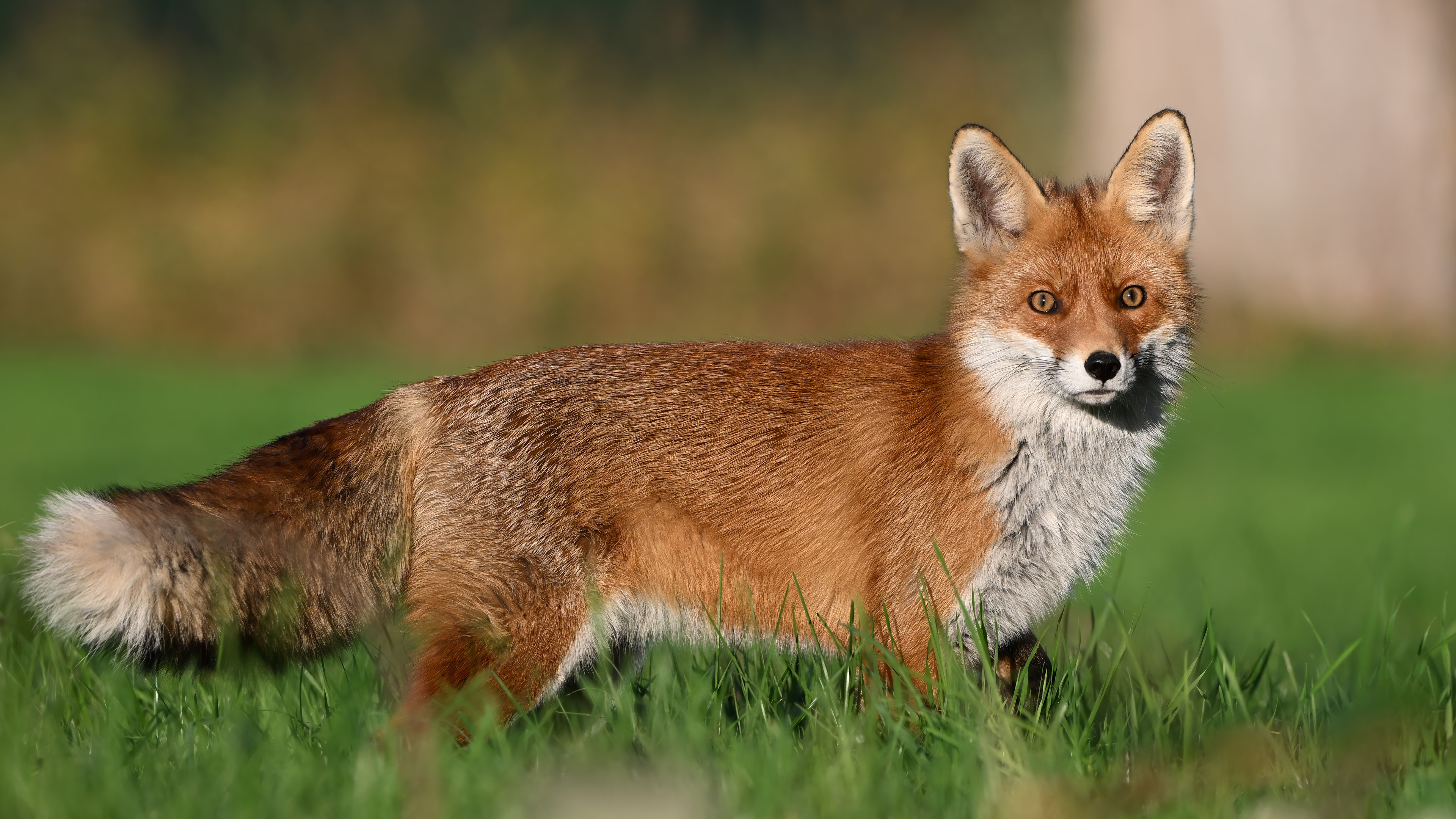 Fuchs, Schweiz 2024