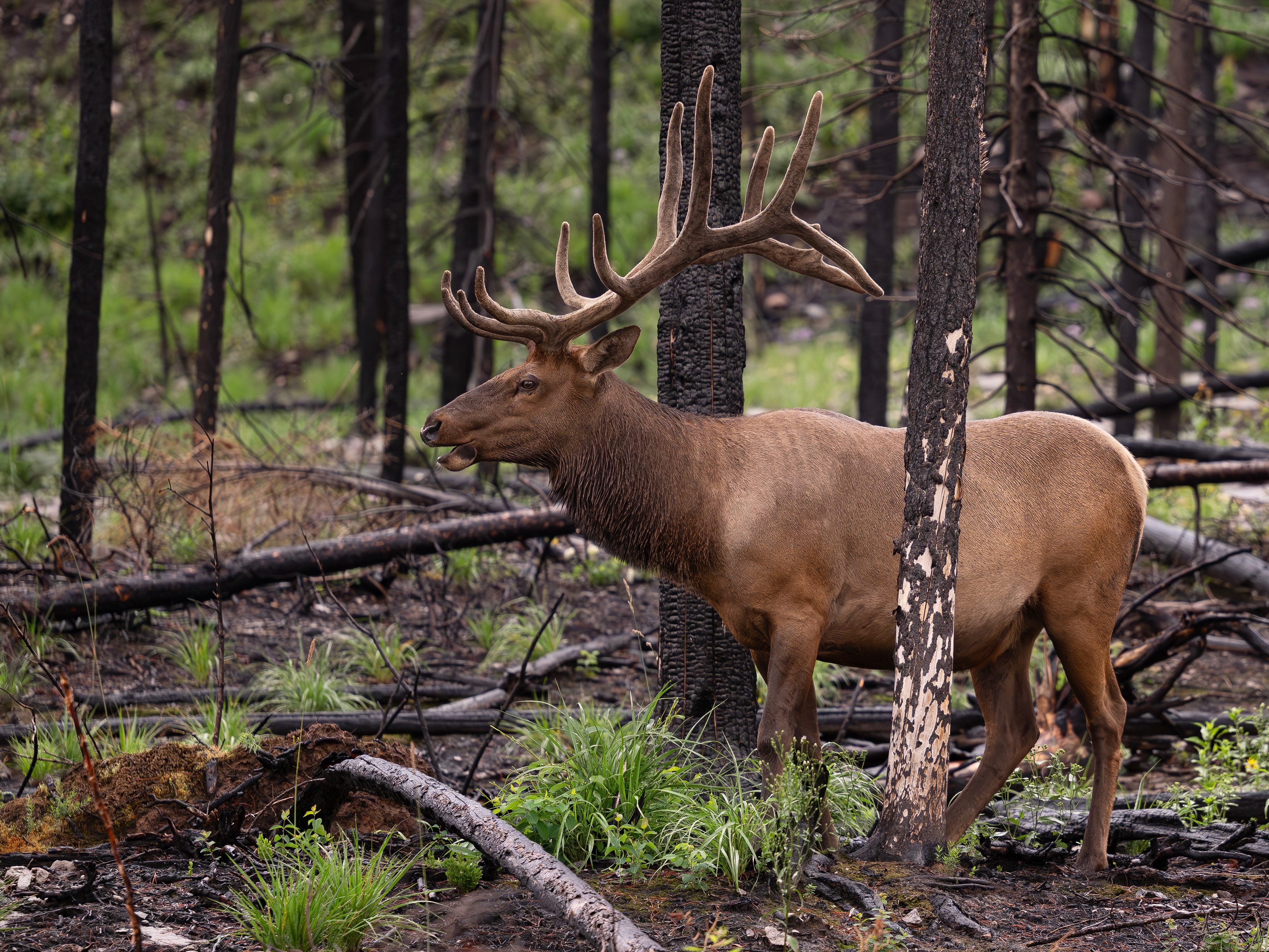 Wapiti, Jasper Nationalpark 2025