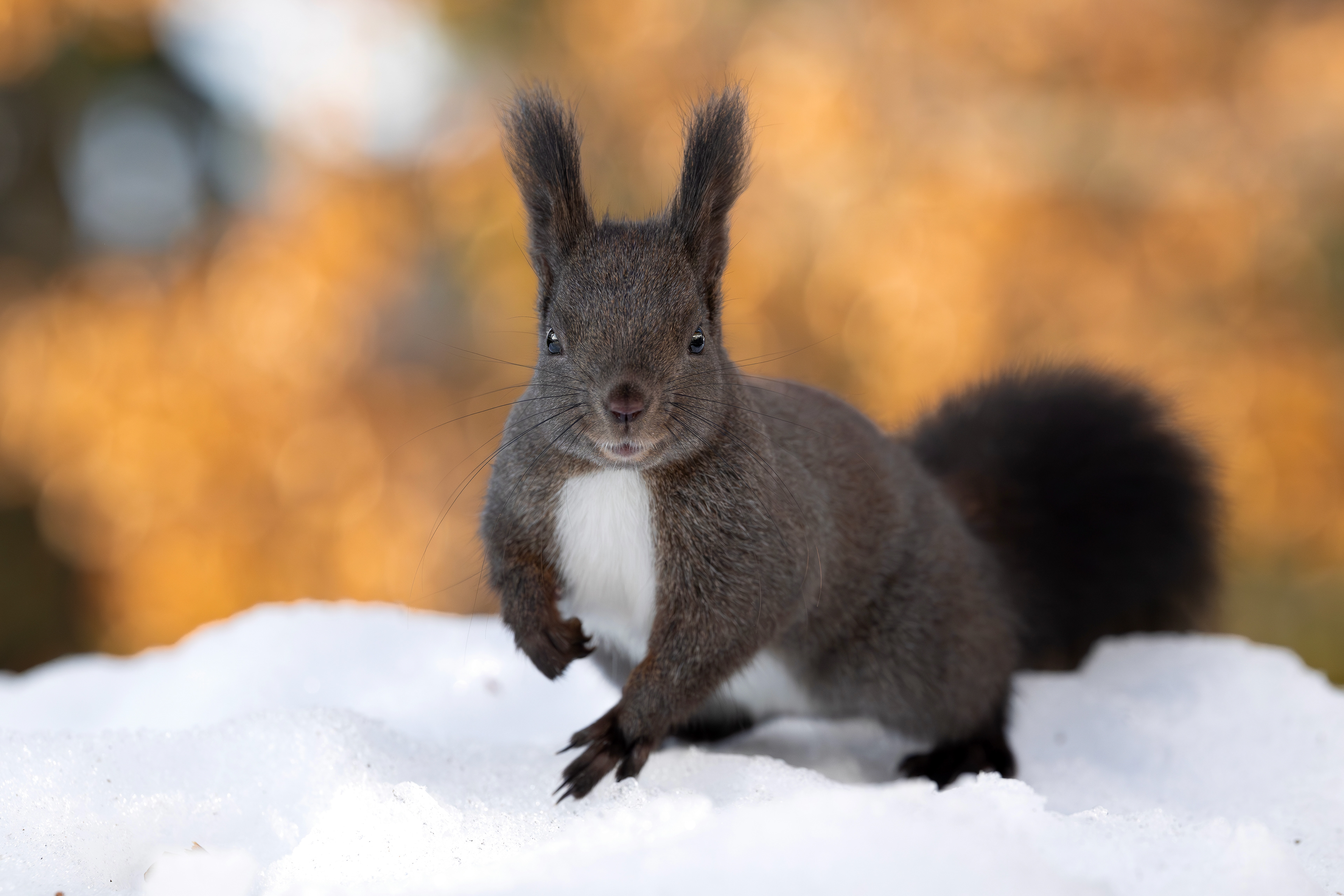 Eichhörnchen, Schweiz 2026