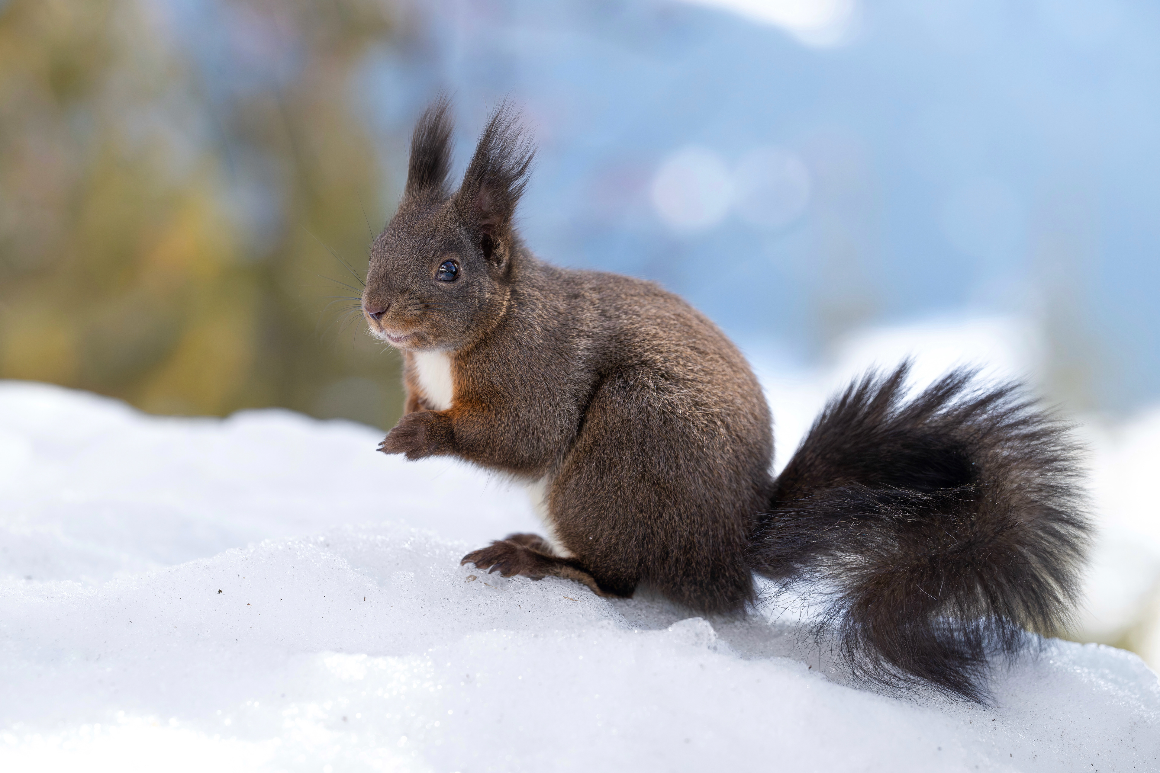 Eichhörnchen, Schweiz 2026