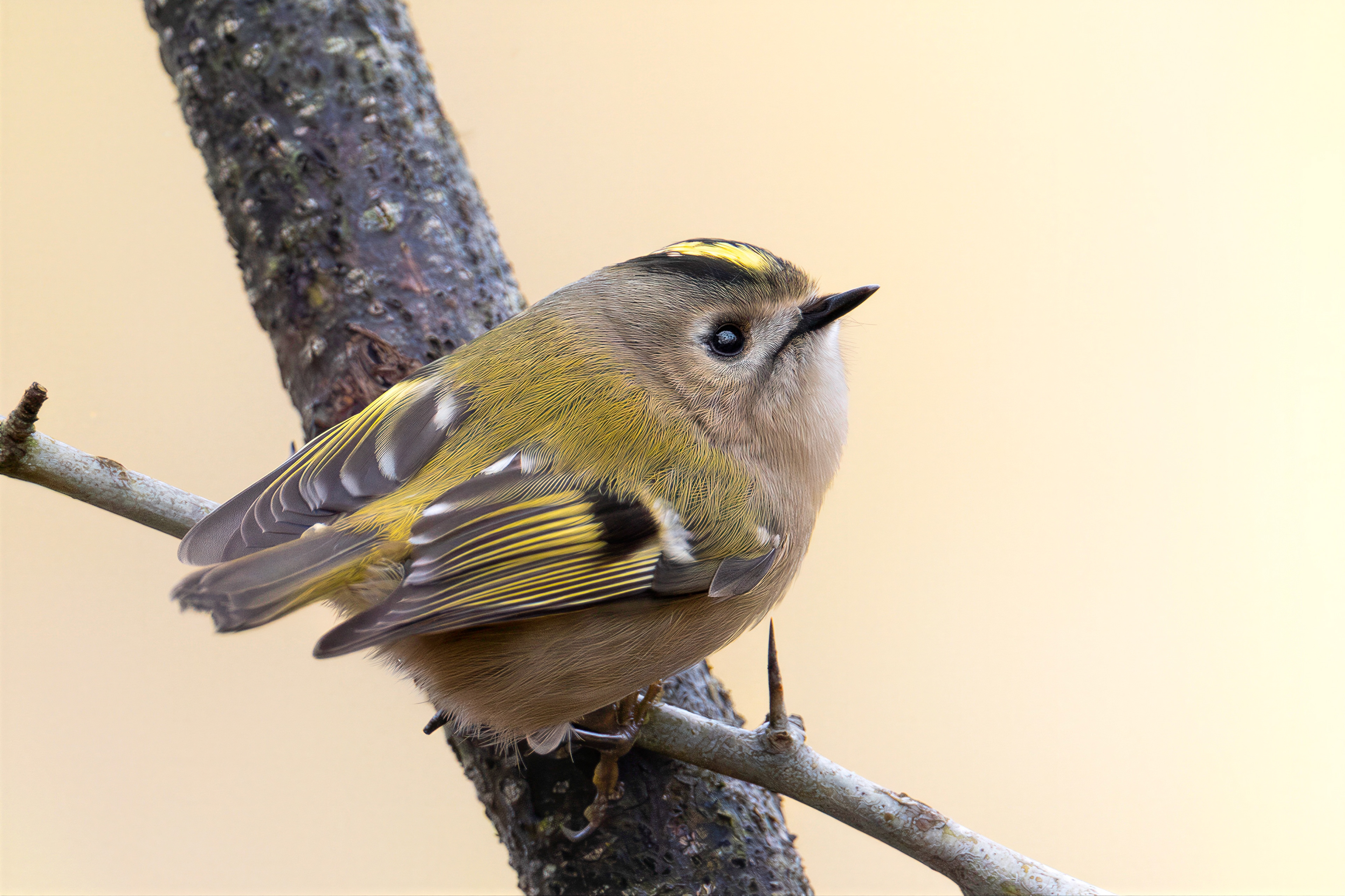Wintergoldhähnchen, Schweiz 2026