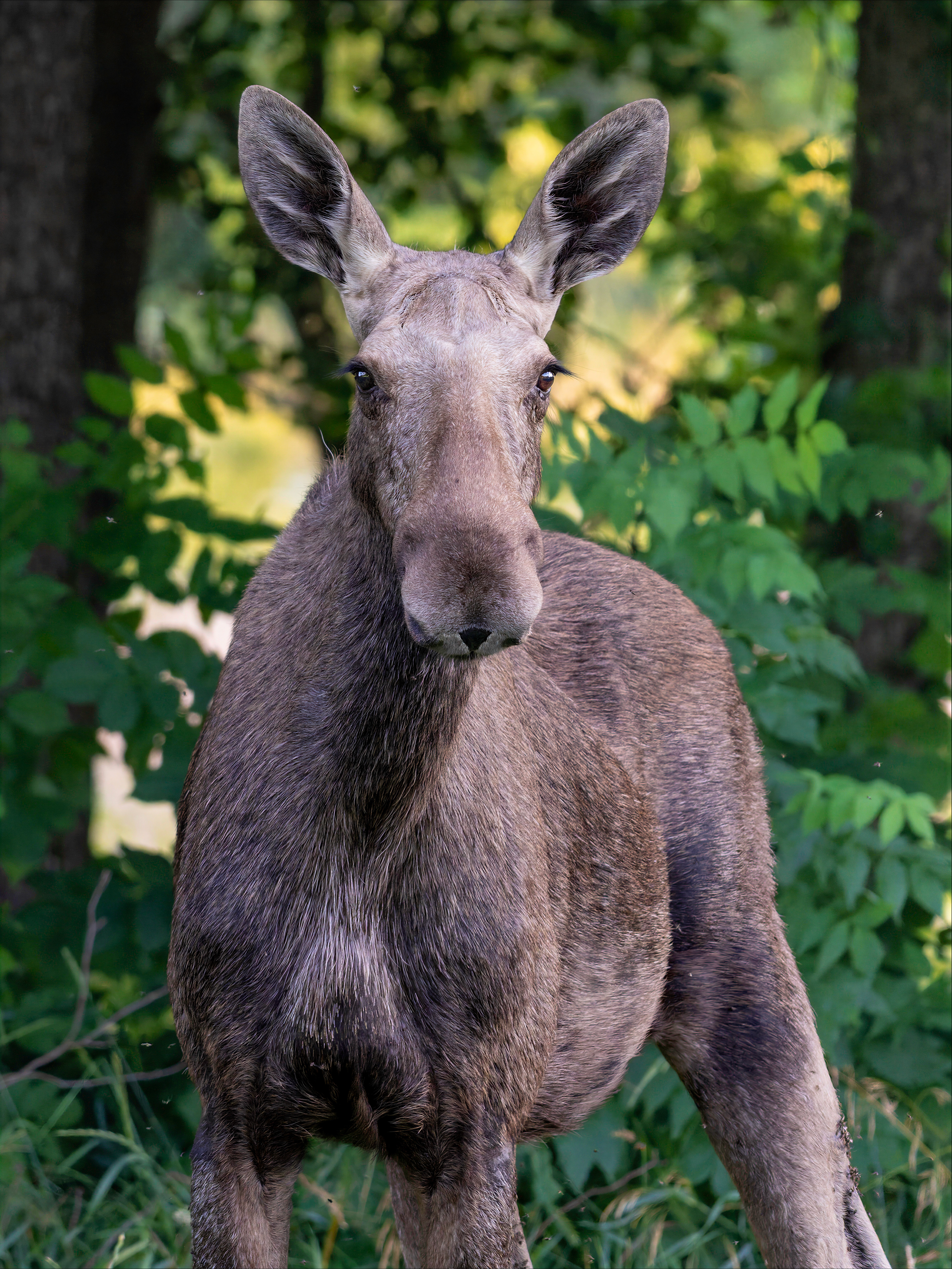 Elchkuh, Schweden 2026