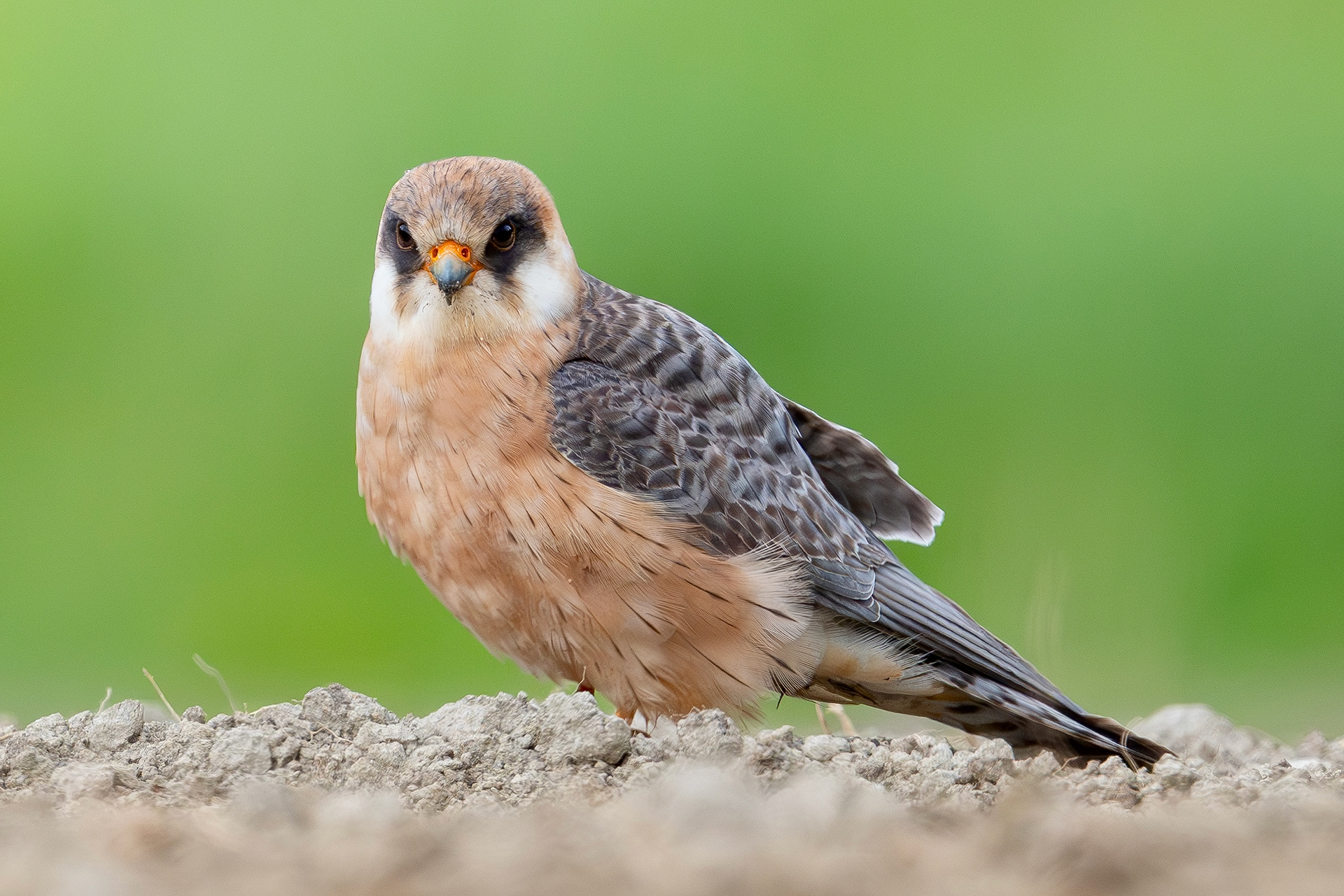 Rotfussfalke, Schweiz 2026
