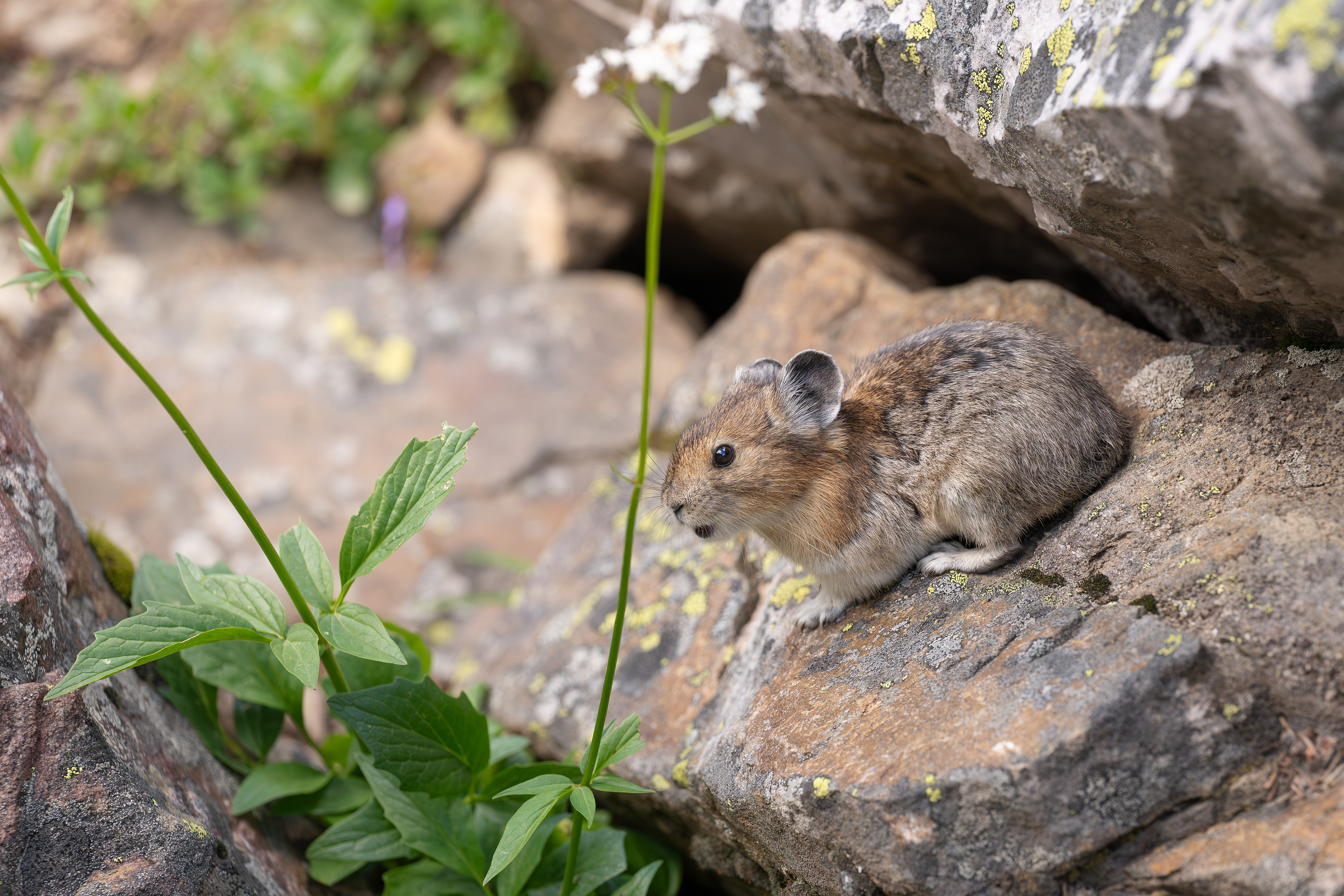 Pika, Banff Nationalpark 2025
