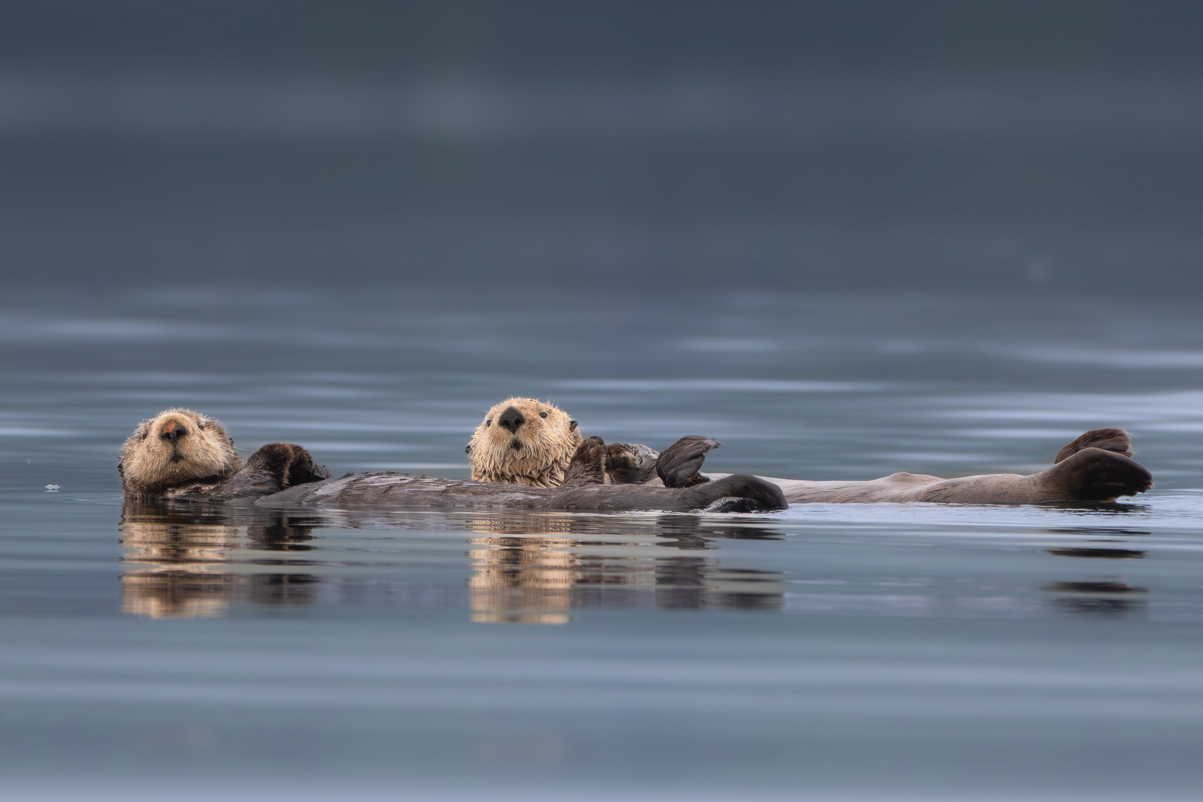Seeotter, Vancouver Island 2025
